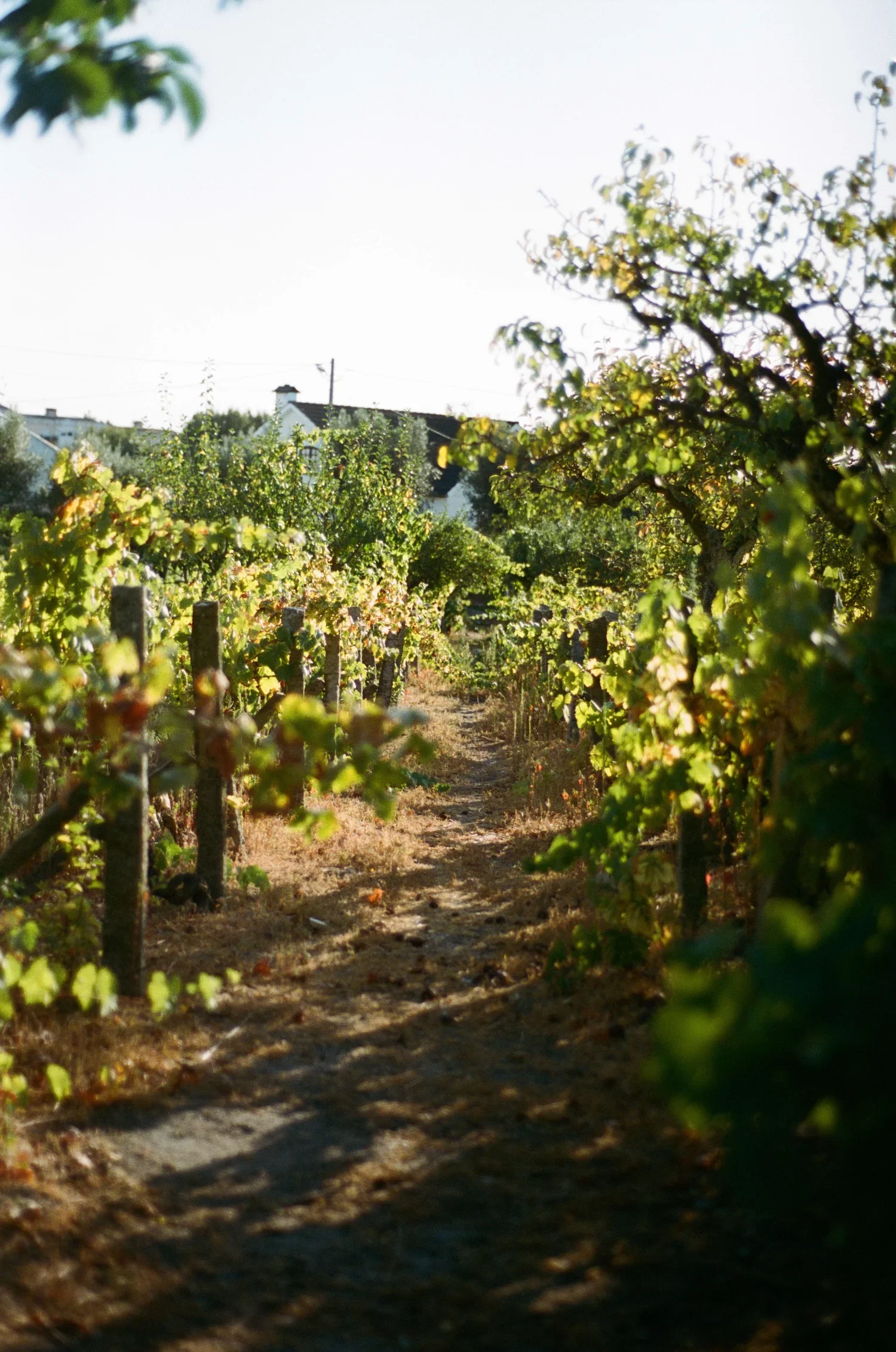 A vineyard path with rows of grapevines on either side, leading toward houses and trees in the distance, under a clear sky.