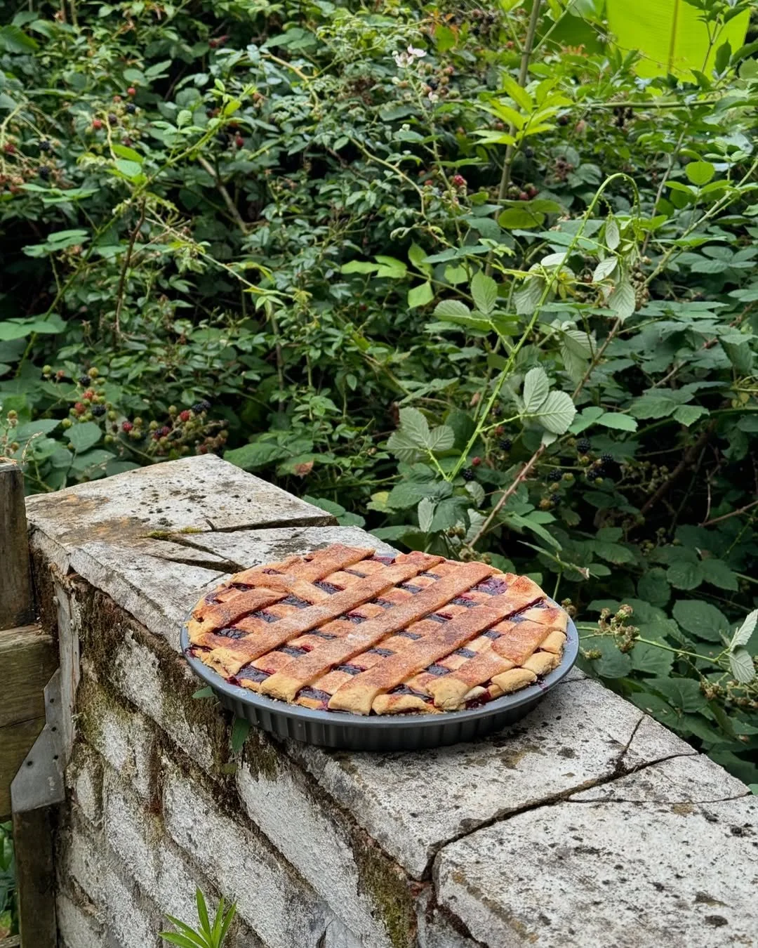 A freshly baked lattice-topped berry pie with a golden crust resting on a rustic brick surface outdoors, surrounded by lush green foliage and blackberry bushes.