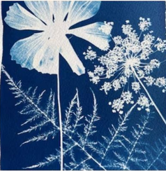 Cyanotype Workshop