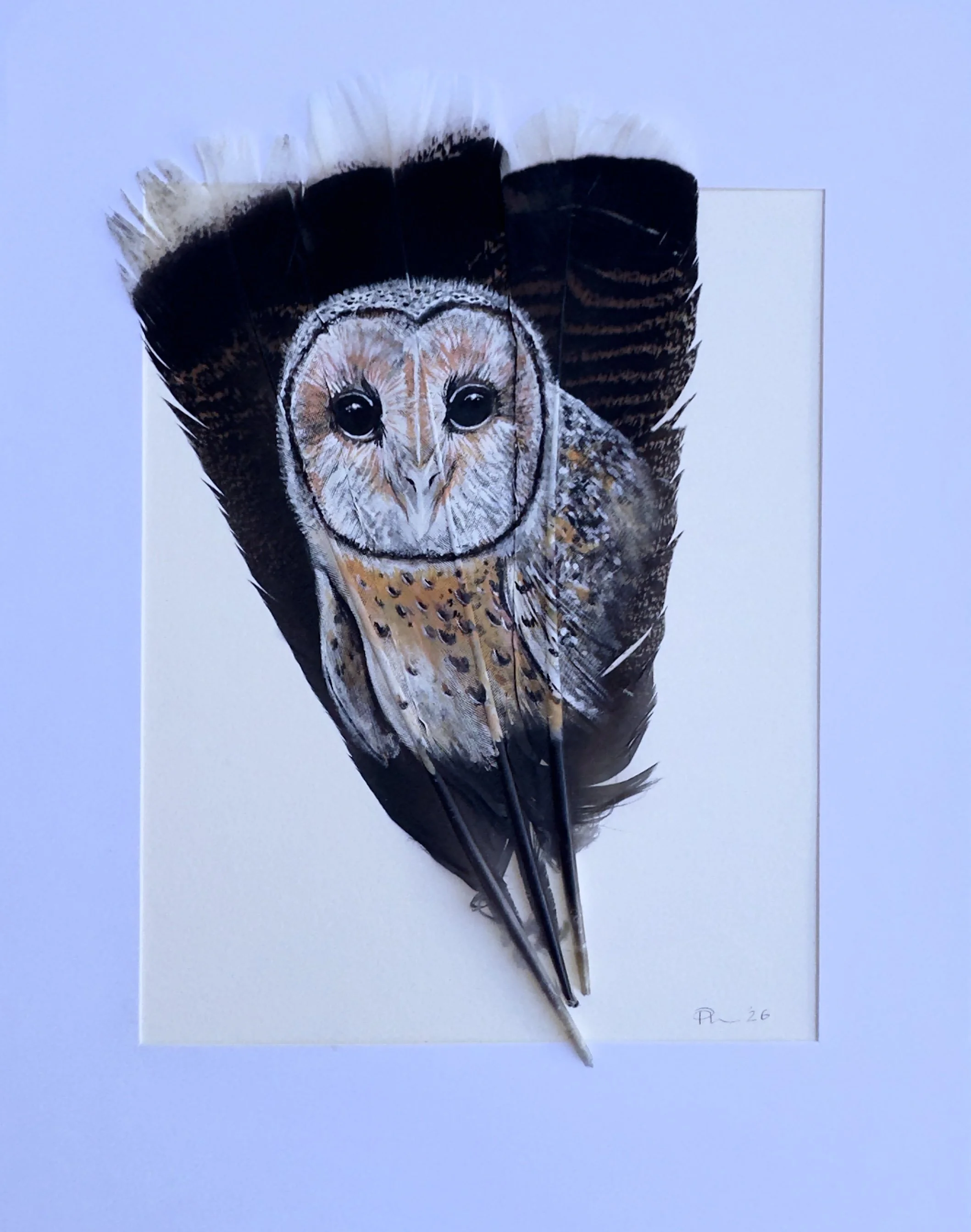 Australian Masked Owl