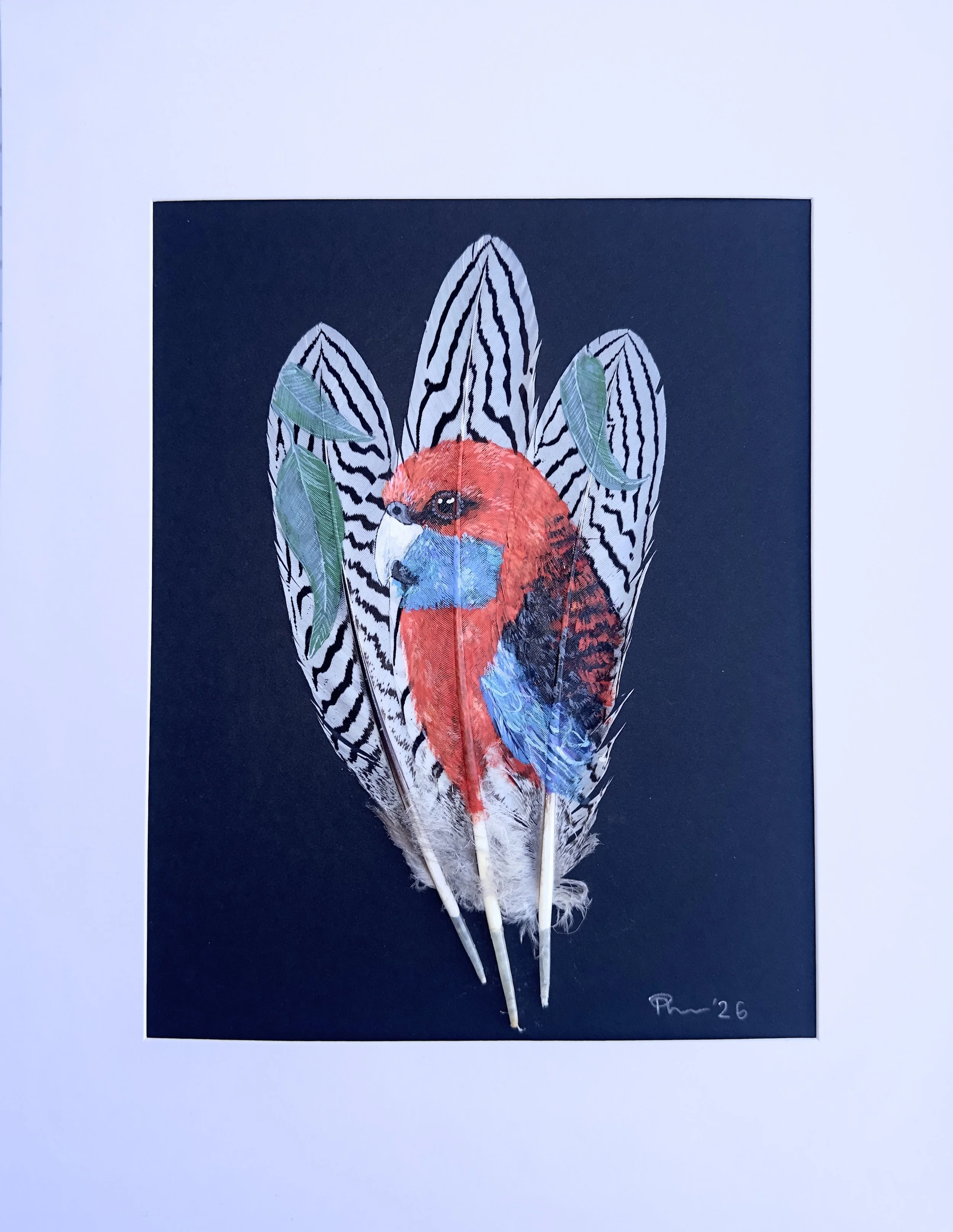 Crimson Rosella - 3 Pheasant Feathers