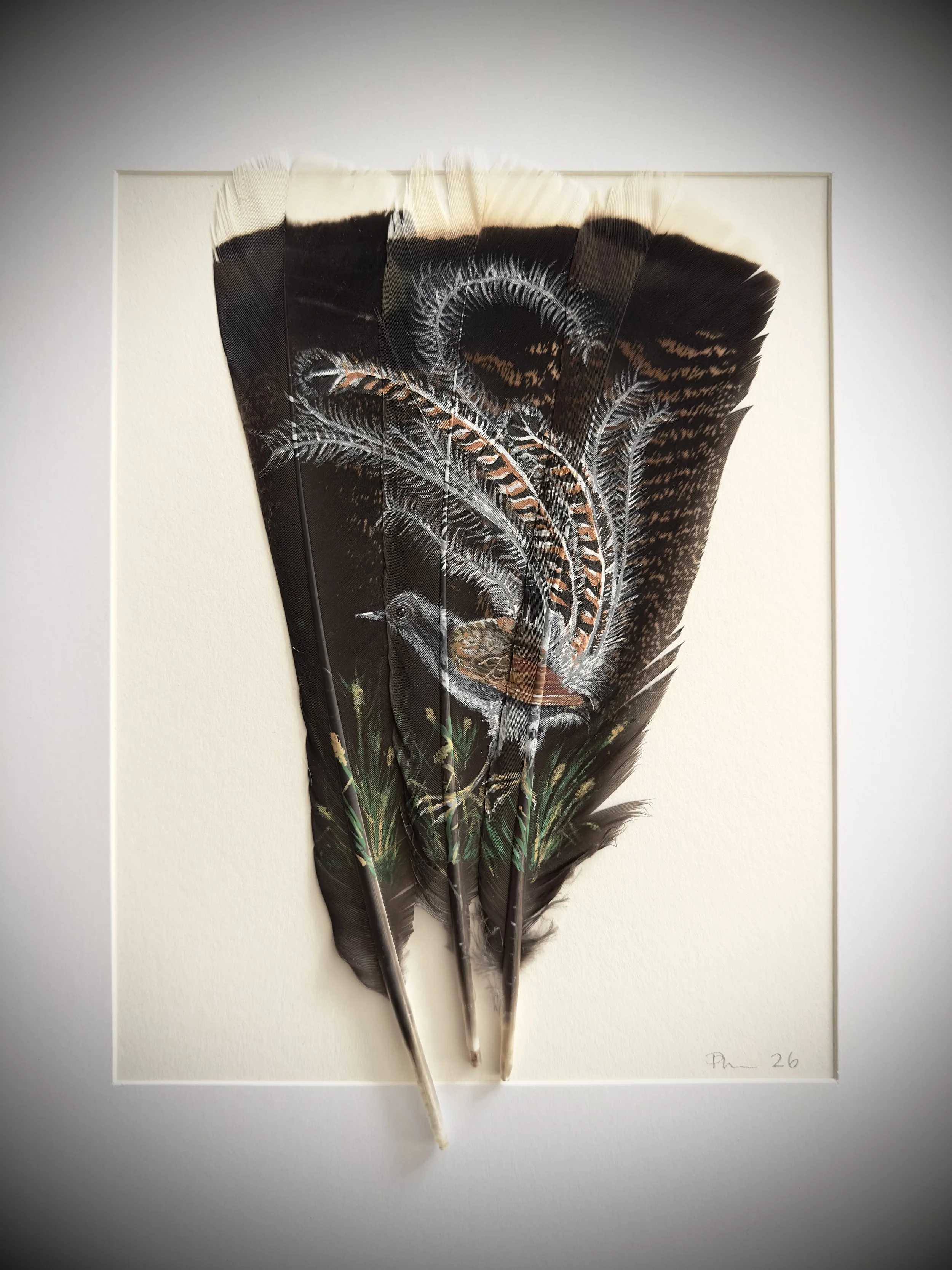 Lyre Bird