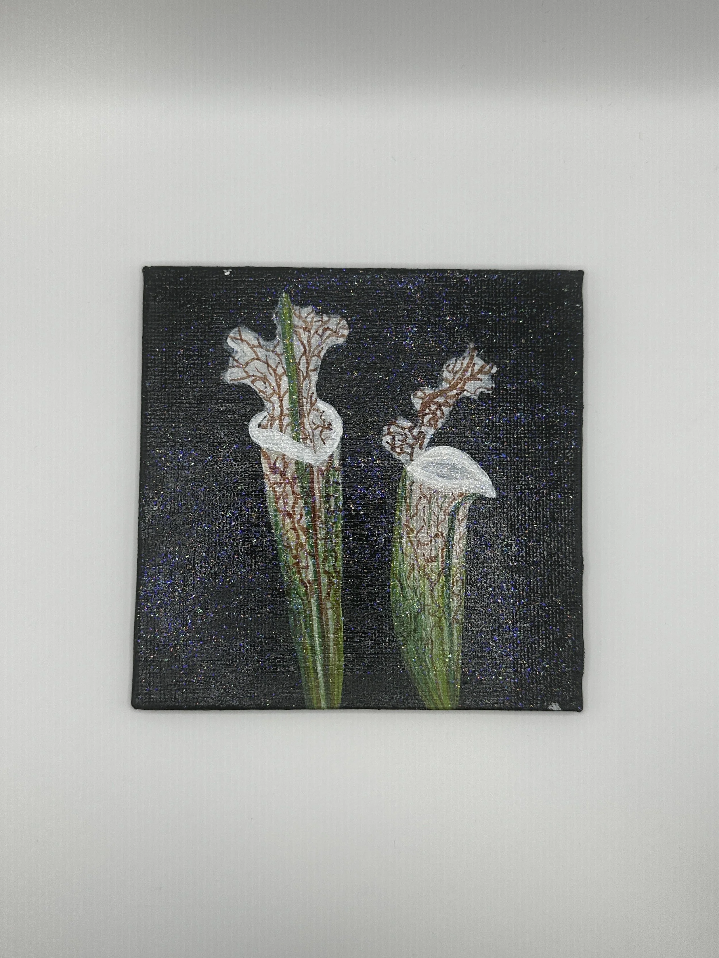 Tubular Pitcher Plant