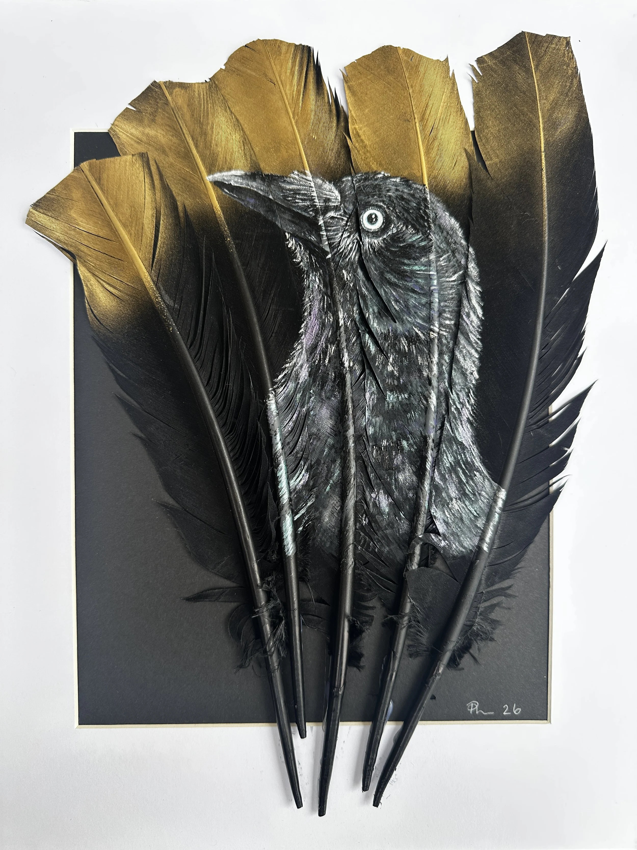 Torresian Crow - 5 Black Turkey Quill with Gold Tips