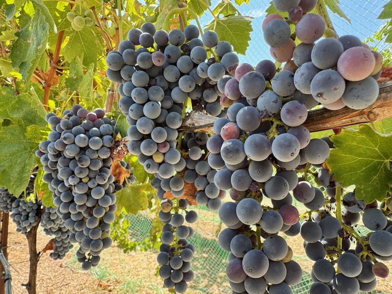 “Sip n Tell” w/ Yerba Santa Vineyards