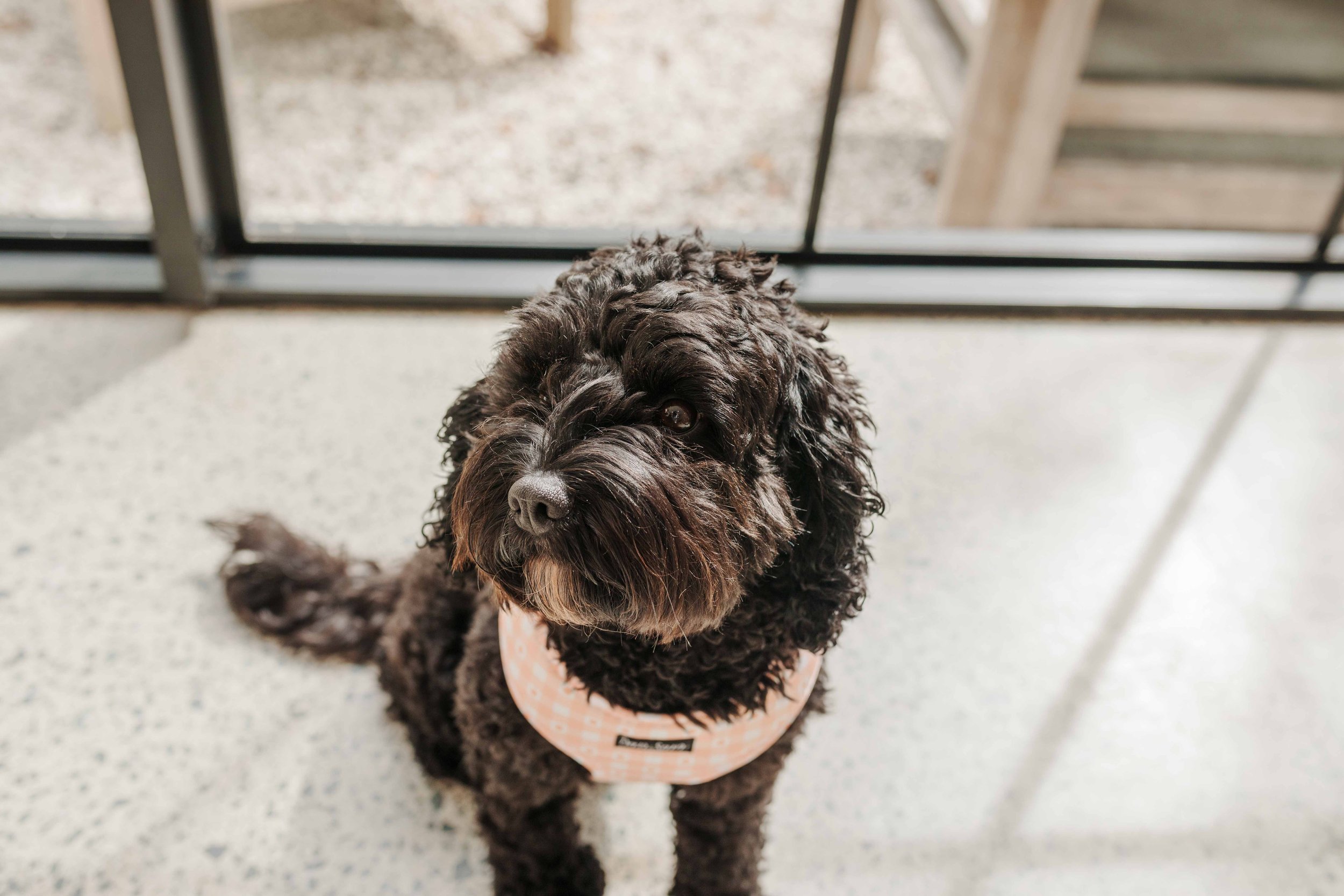 Black Cavoodle Dog