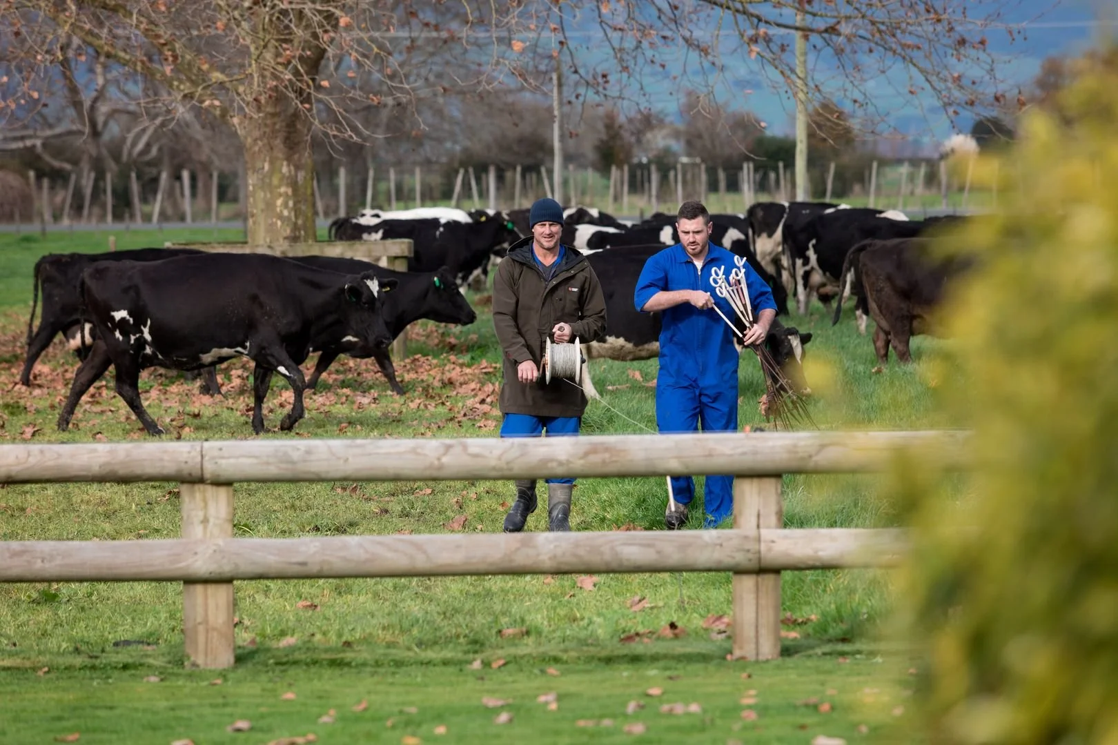 Two men, farmers, dressed in blue overalls walking across a paddock surrounded by cows