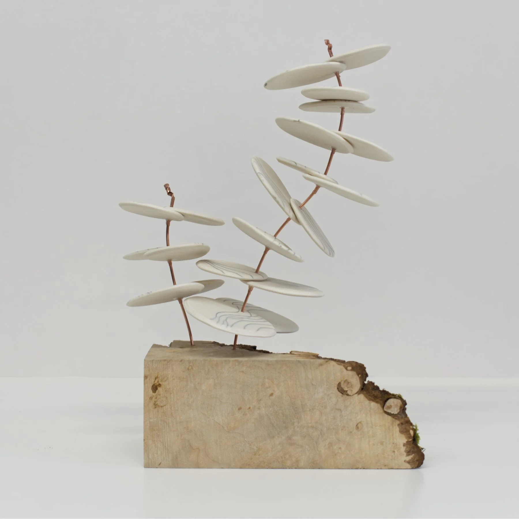 TT leaf stems back.jpg