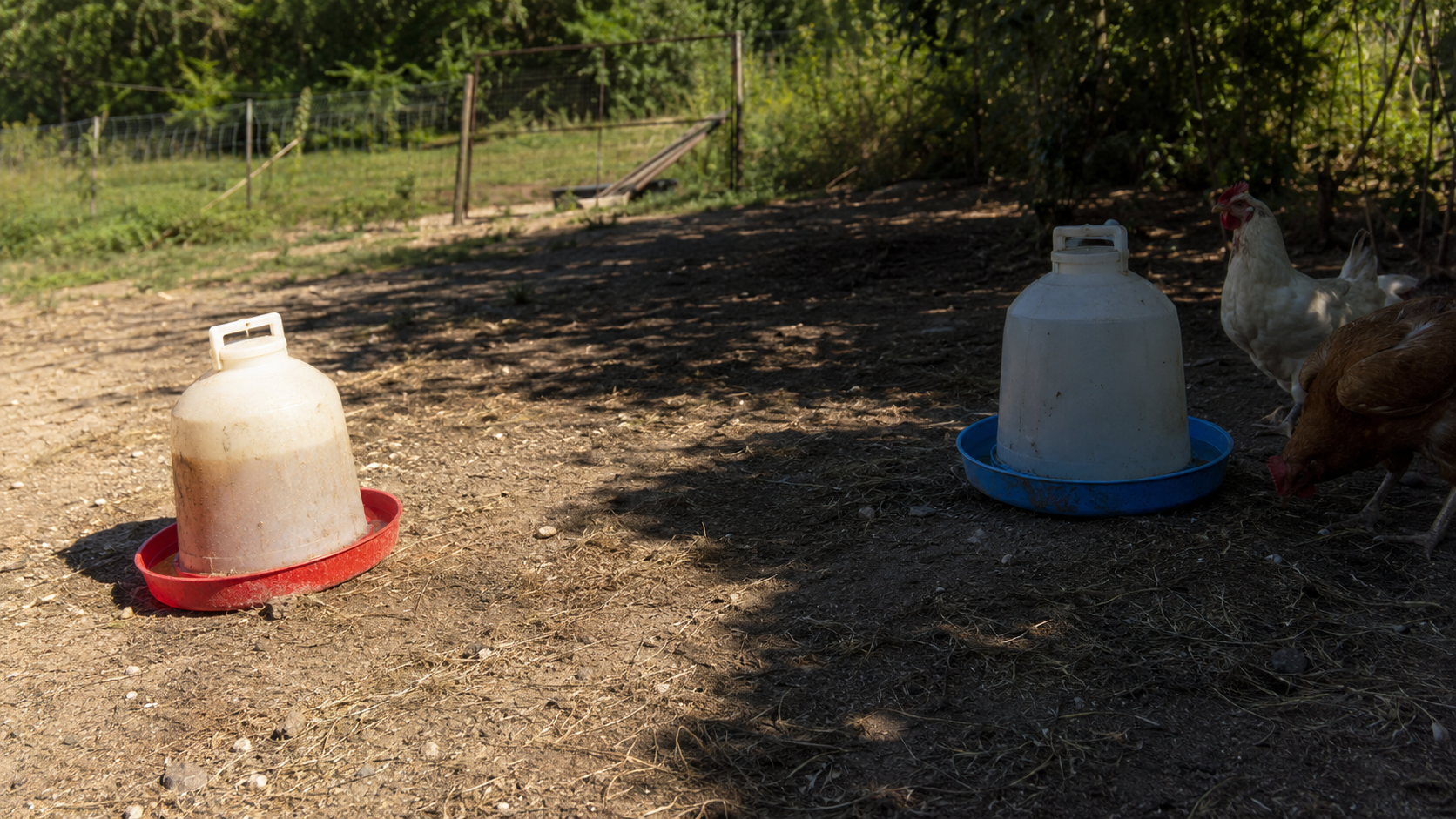 That Full Waterer May Be Failing Your Birds