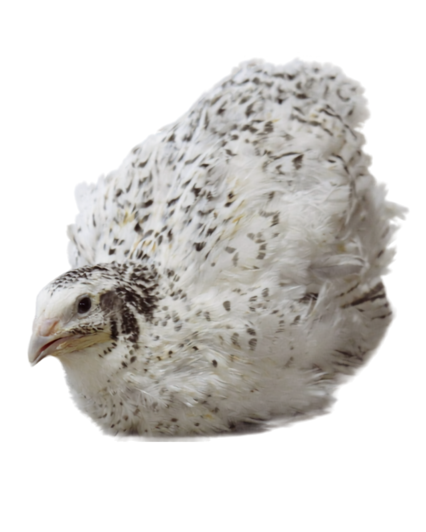 Coturnix Quail Nutrition by Life Stage: A Practical Feeding Guide
