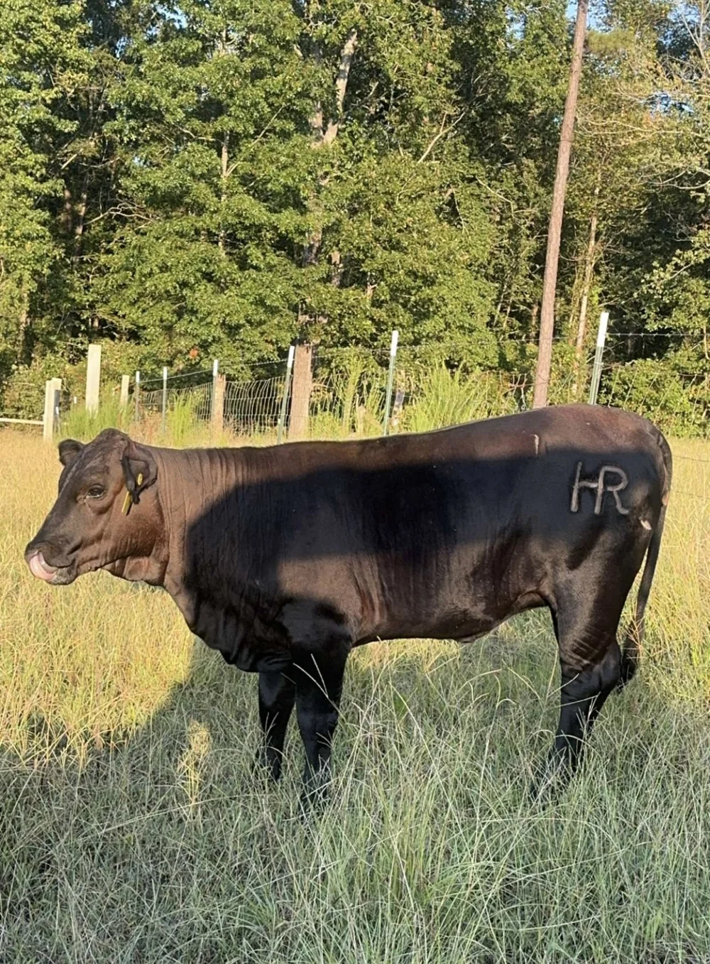 Black cow standing in a grassy field with trees in the background, branded with 'HR' on its side.