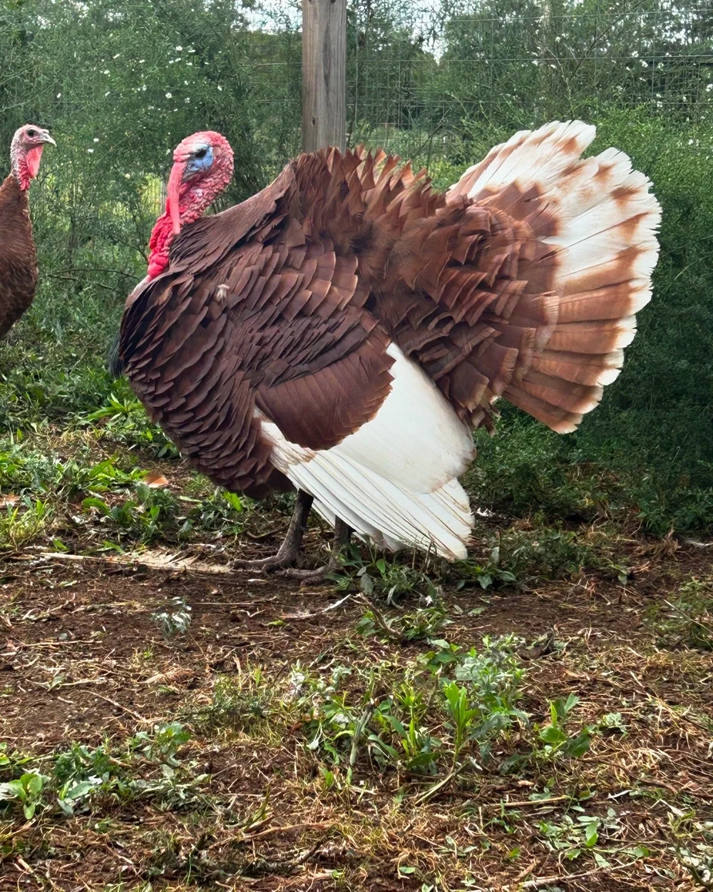Two turkeys standing on grassy ground with a bushy background.