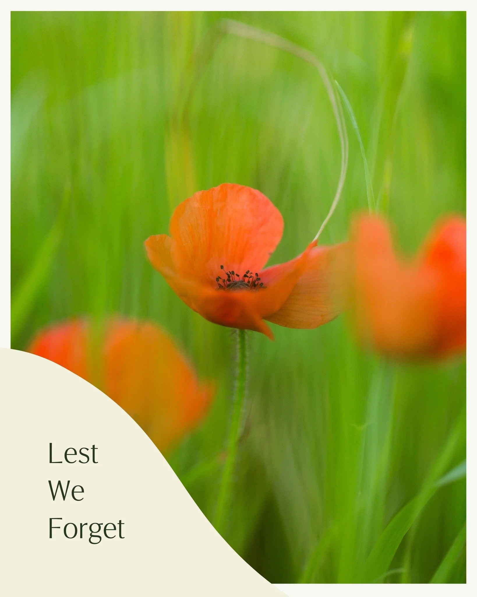 Today we pause in quiet reflection and gratitude for those who have served and sacrificed.
A day of remembrance, honour, and deep appreciation for the courage shown by so many.

We acknowledge this day with respect and care.

#anzacday #bhodeescapes 