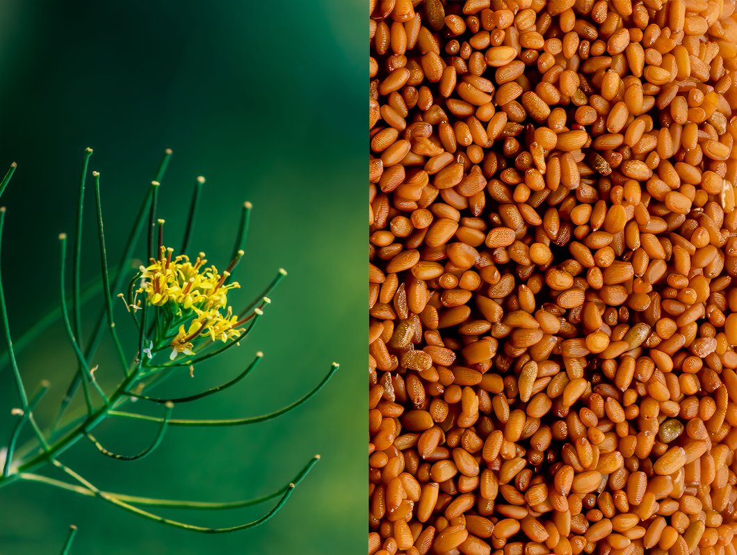 History: Magical Ancient Seeds