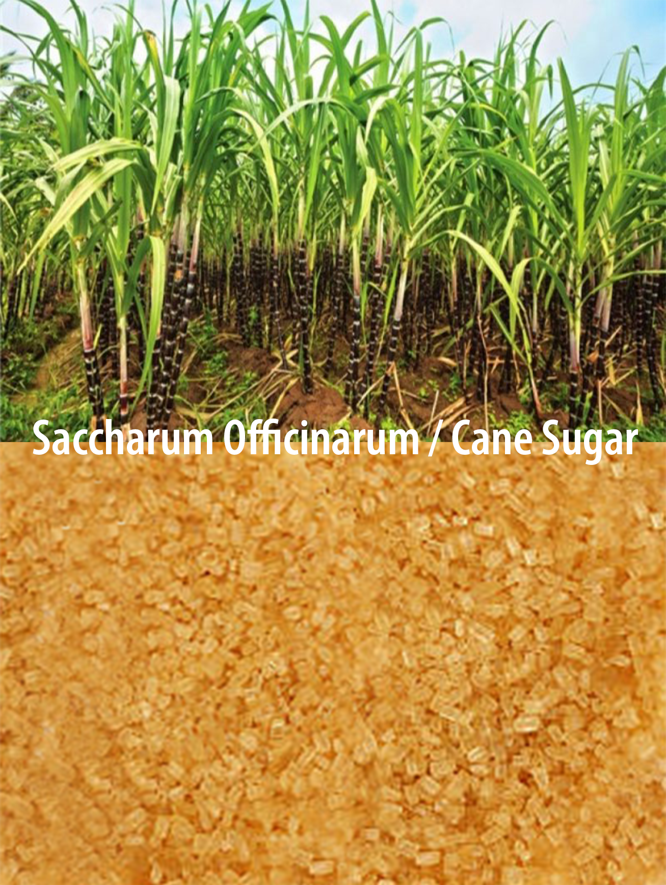PARSEEDS khakshir uses organic cane sugar from the Saccharum Officinarum plant