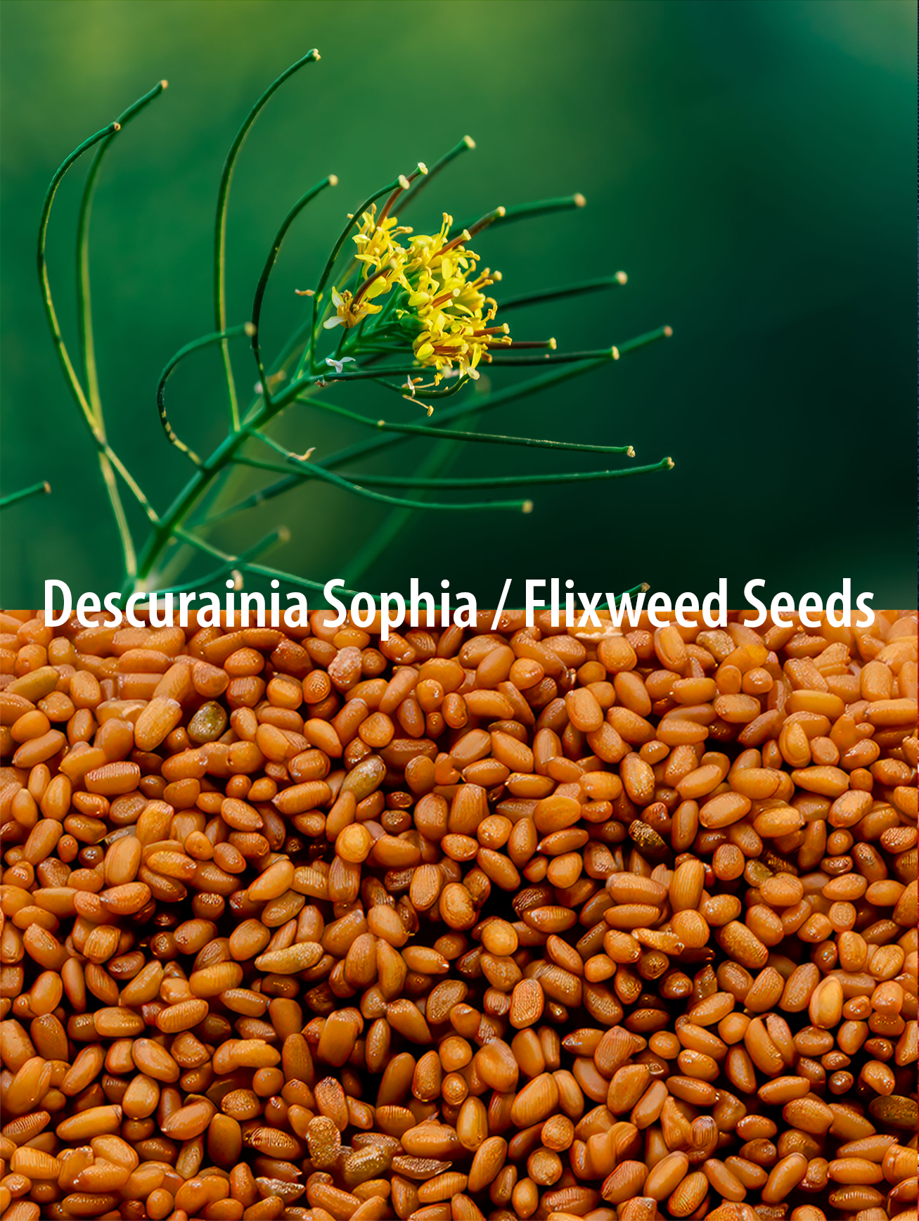 PARSEEDS khakshir seeds, flixweed seeds, from the descurainia sophia plant