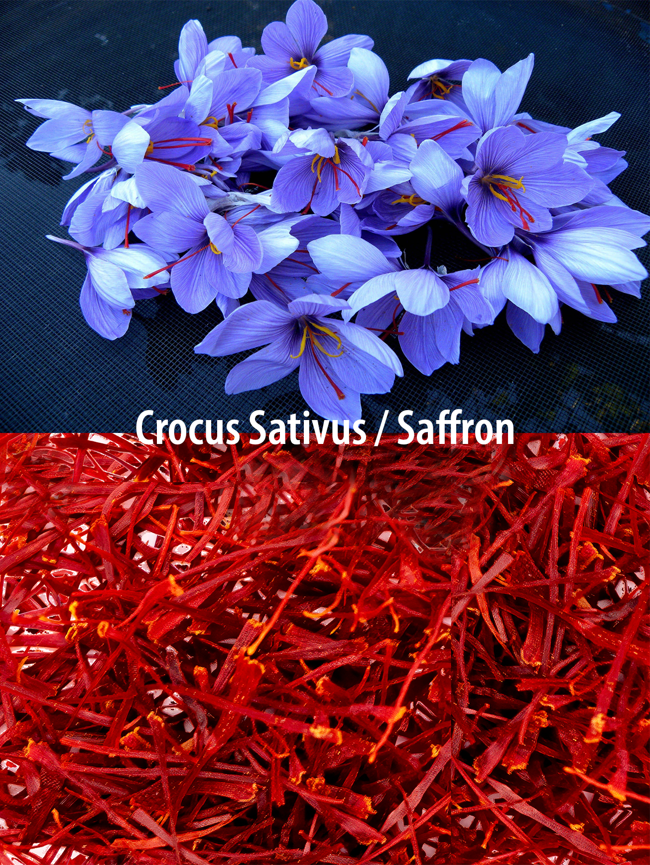 PARSEEDS uses premium negin-grade saffron from the Crocus sativus flower