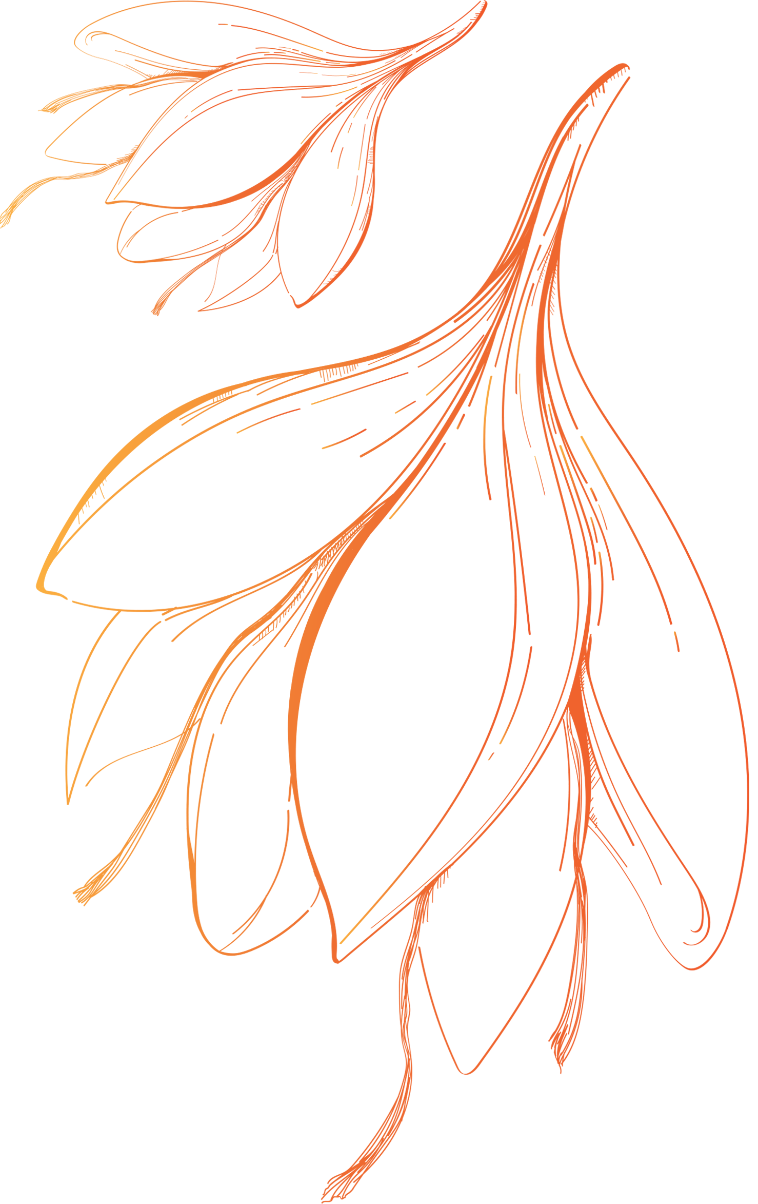 saffron threads