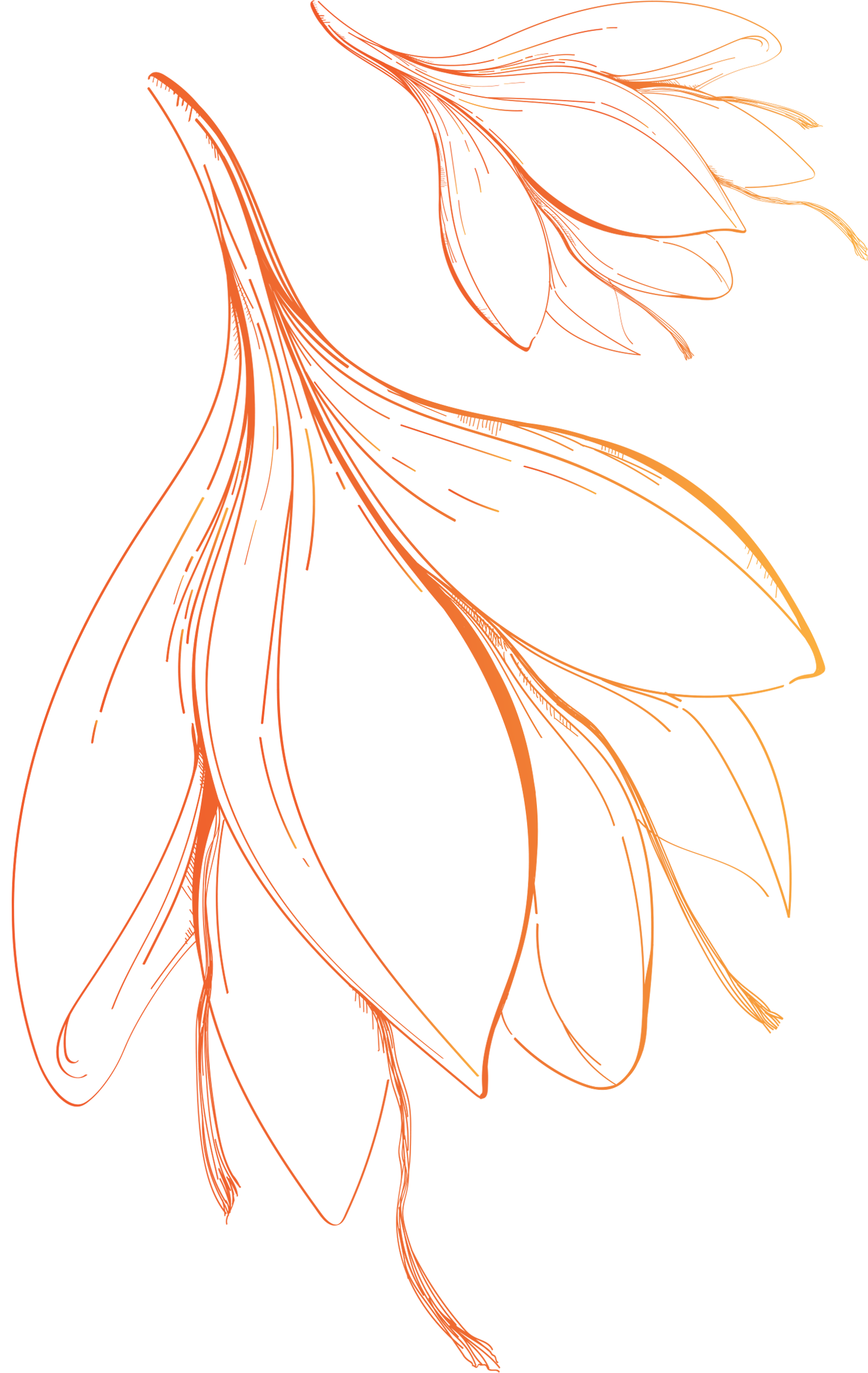 saffron threads