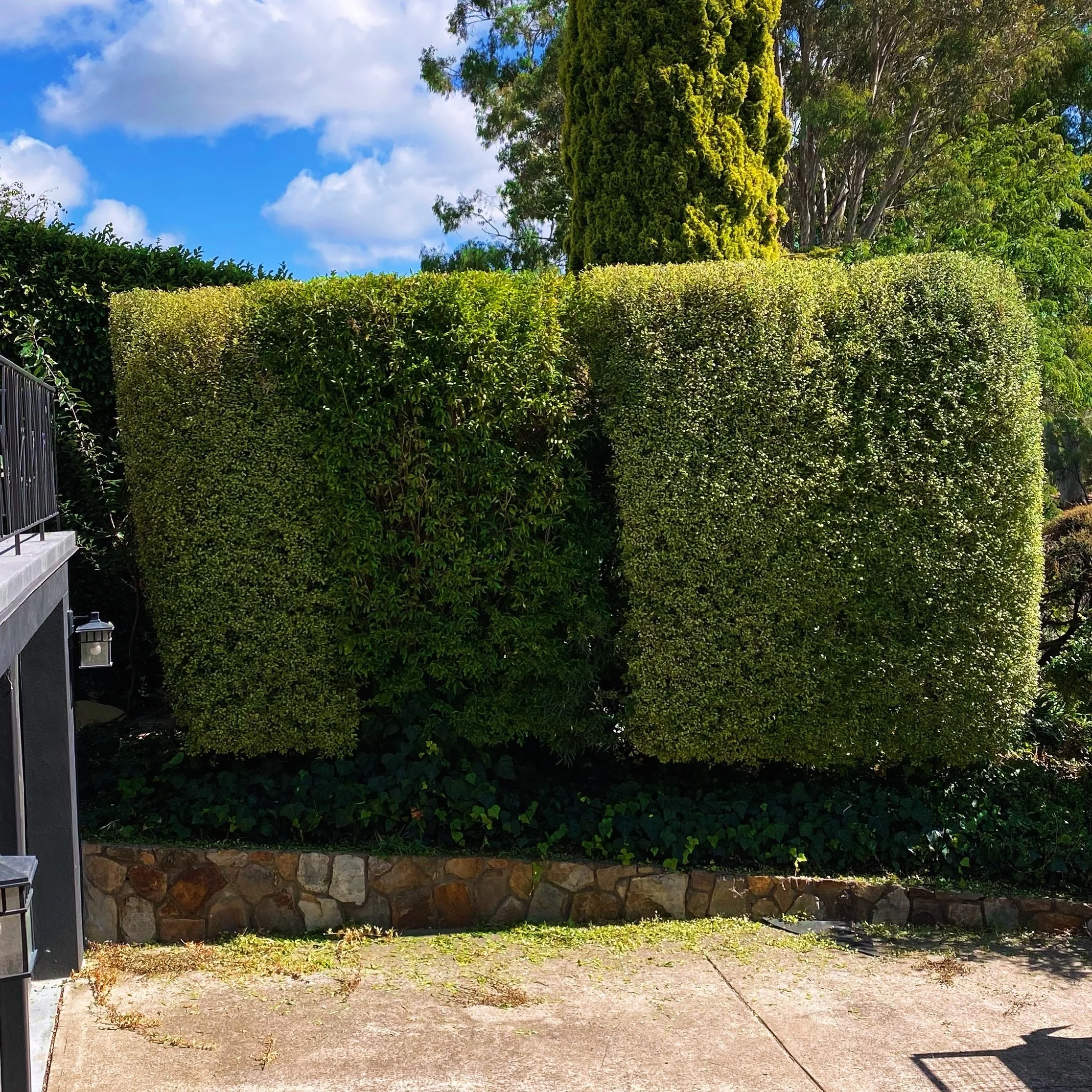 Hedge trimming has quickly become one of the most popular services we offer - keeping things neat &amp; tidy for our clients.