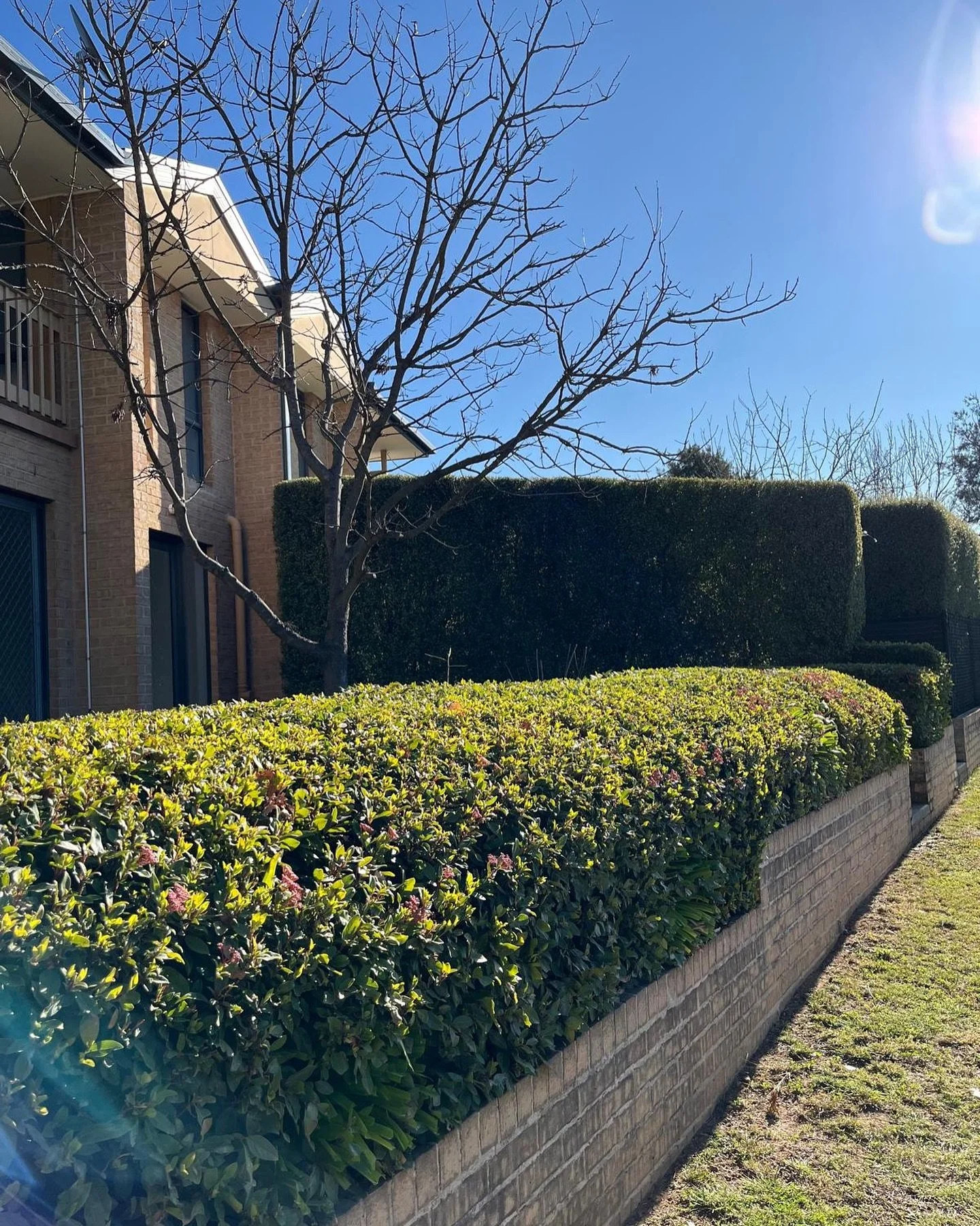 This garden in Latham recently had a refresh, preparing the property for sale. 

#canberragardener #cbrgardenservices
