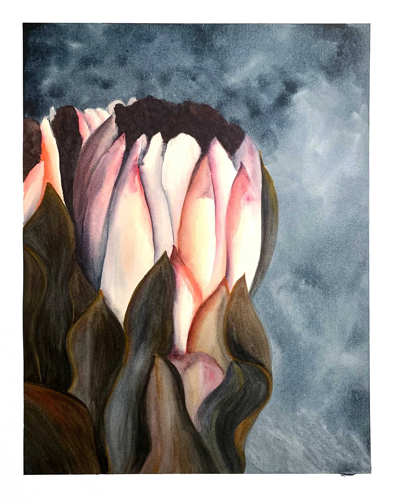 "Protea ii" - Stunning Protea Flowers by Ann-maree Morgan