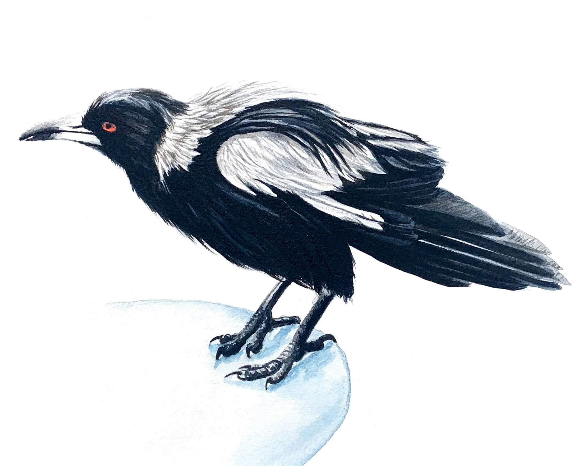"Thirsty Magpie" - by Ann-maree Morgan