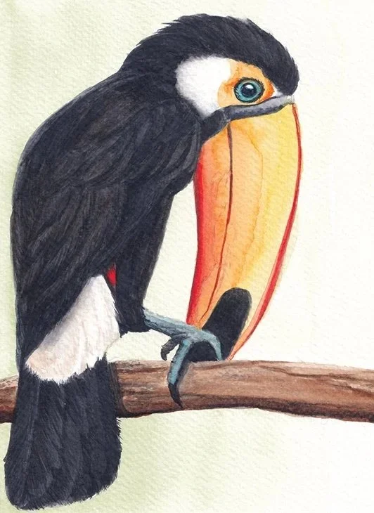 "Amazon Echo" - Toucan Profile by Ann-maree Morgan