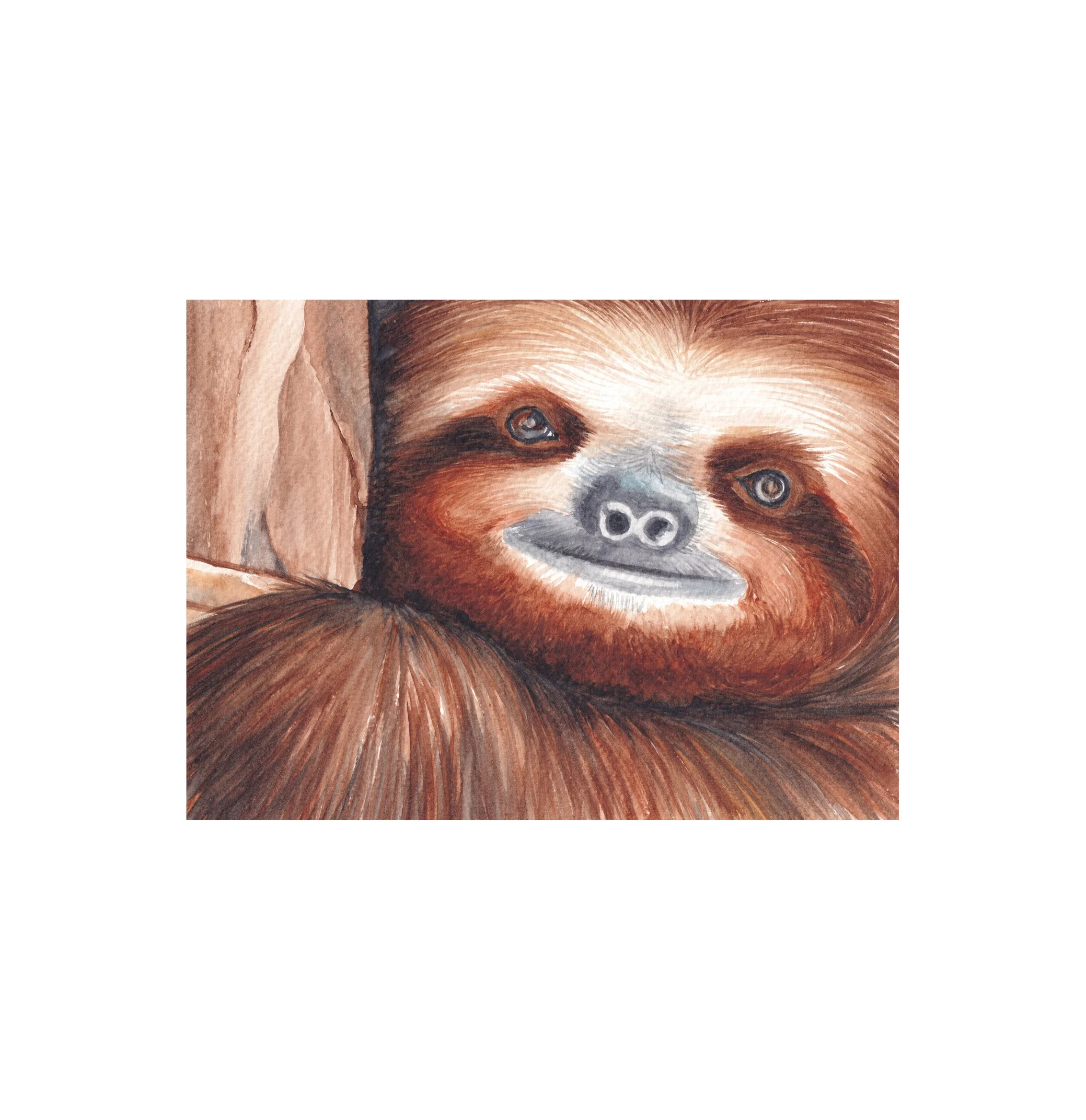 "Sloth" - by Ann-maree Morgan