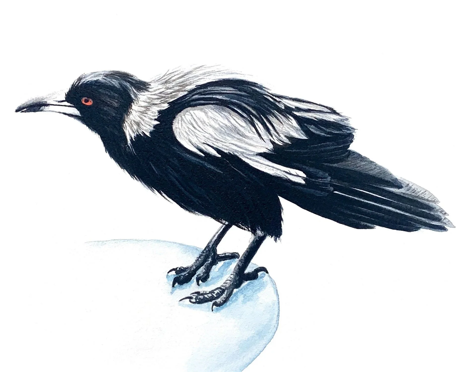 ThirstyMagpie_Web.jpg