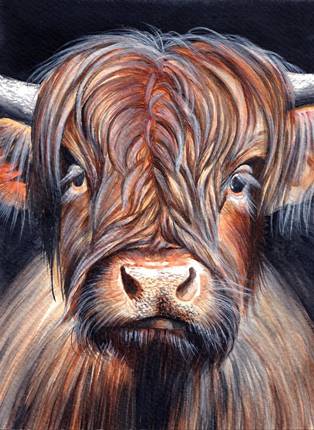 "Highland Cow" - by Ann-maree Morgan