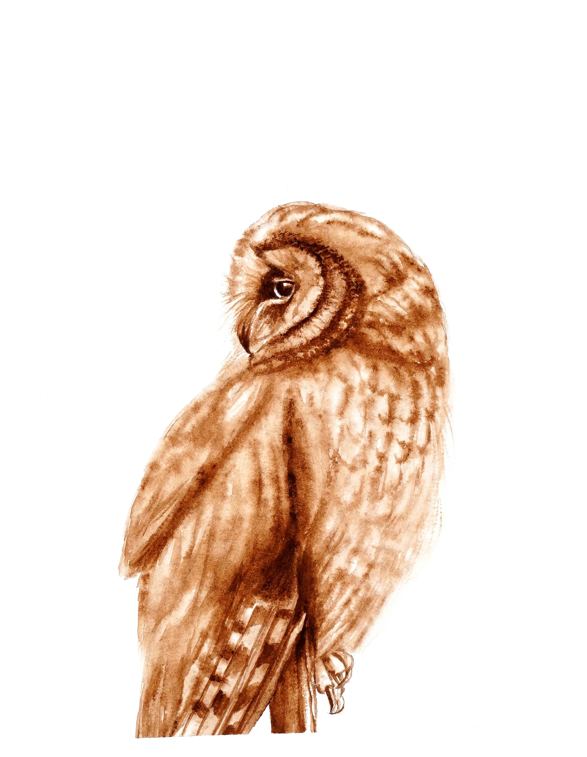 "Barn Owl Profile" -by Ann-maree Morgan