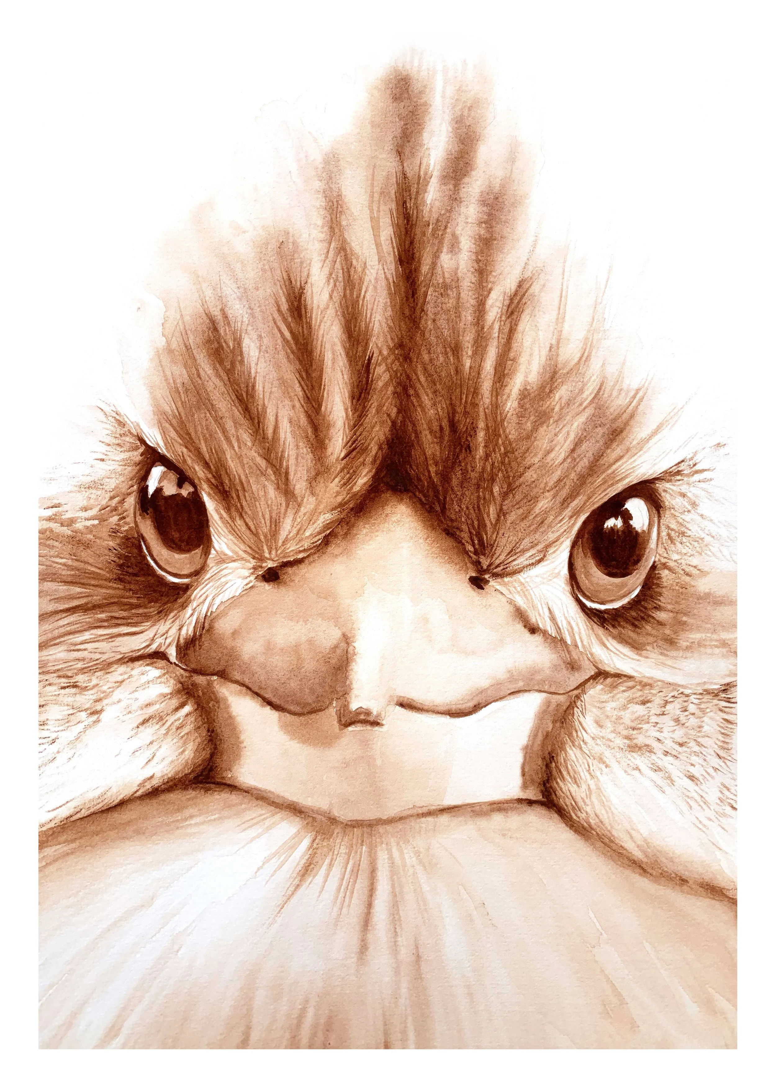 BabyKookaburraWatercolour_Web.jpg