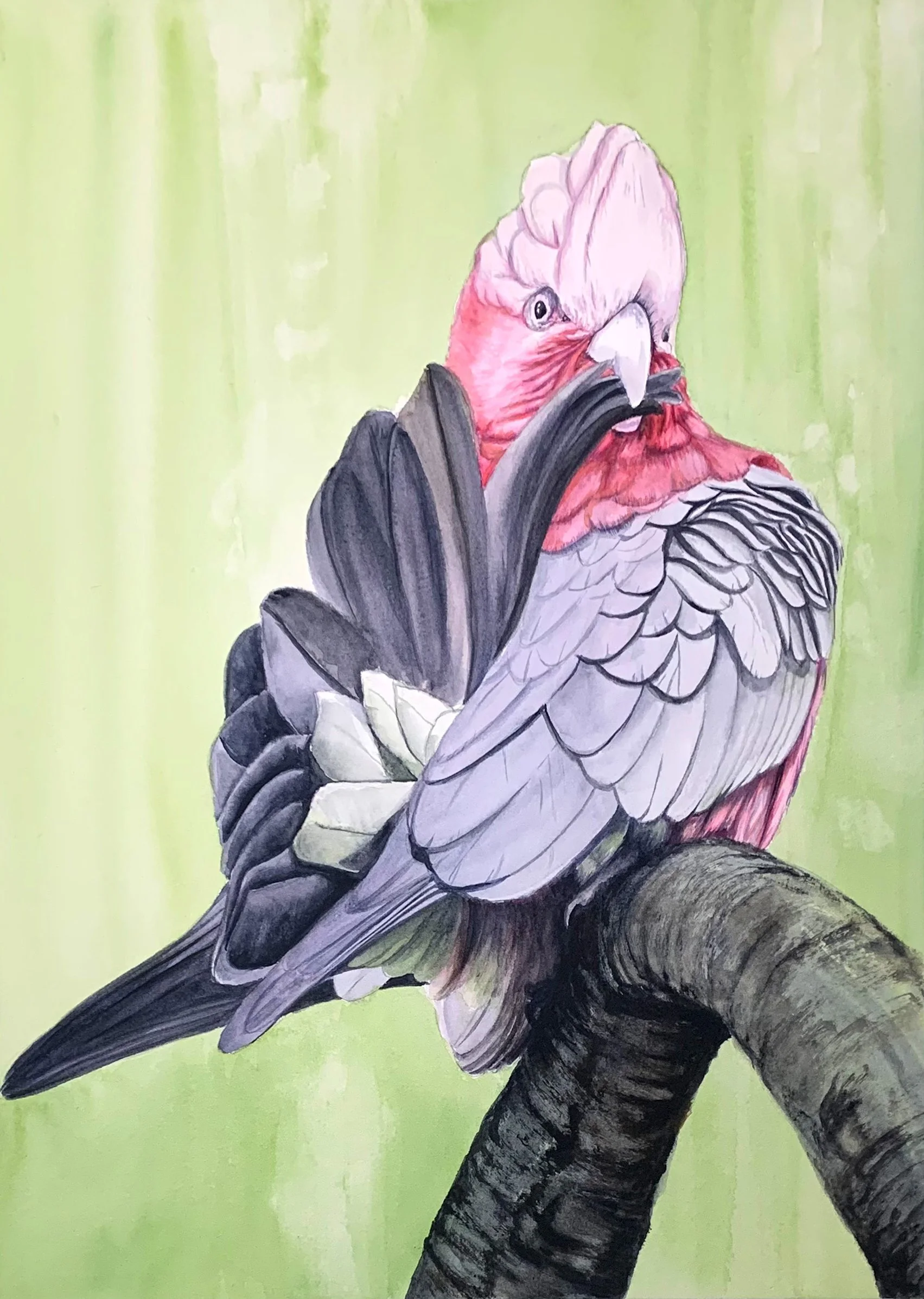 A watercolor painting of a pink cockatoo with gray and white feathers, perched on a branch against a light green background.