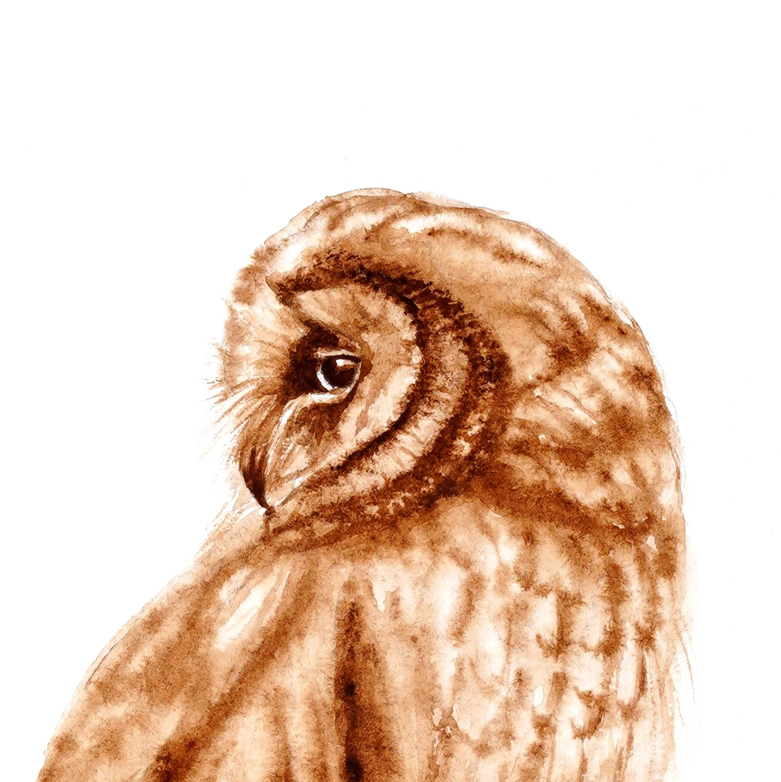 BarnOwlWatercolour_WebCrop.jpg