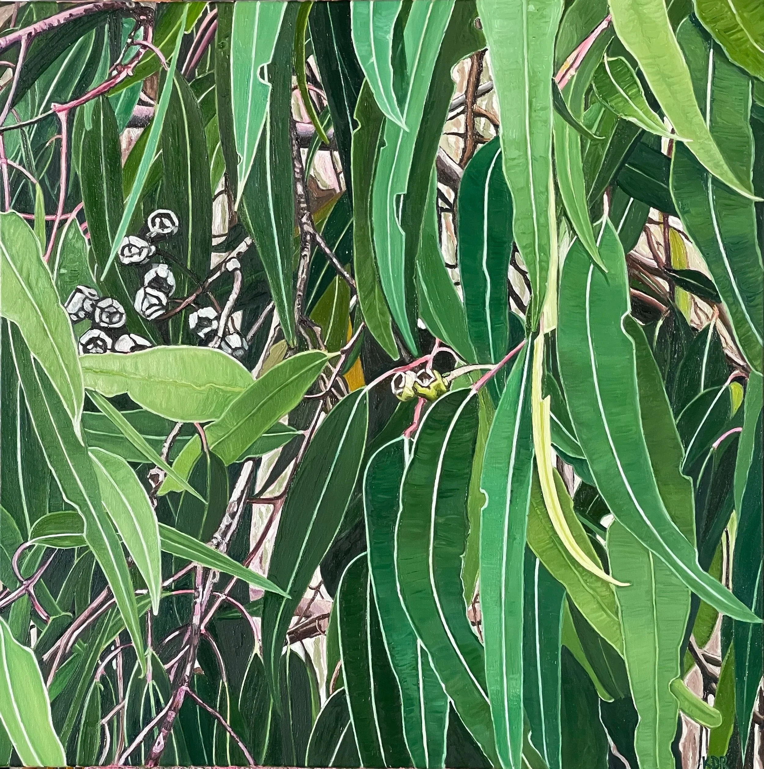Angophora 4, 76cm x 76cm oil on canvas