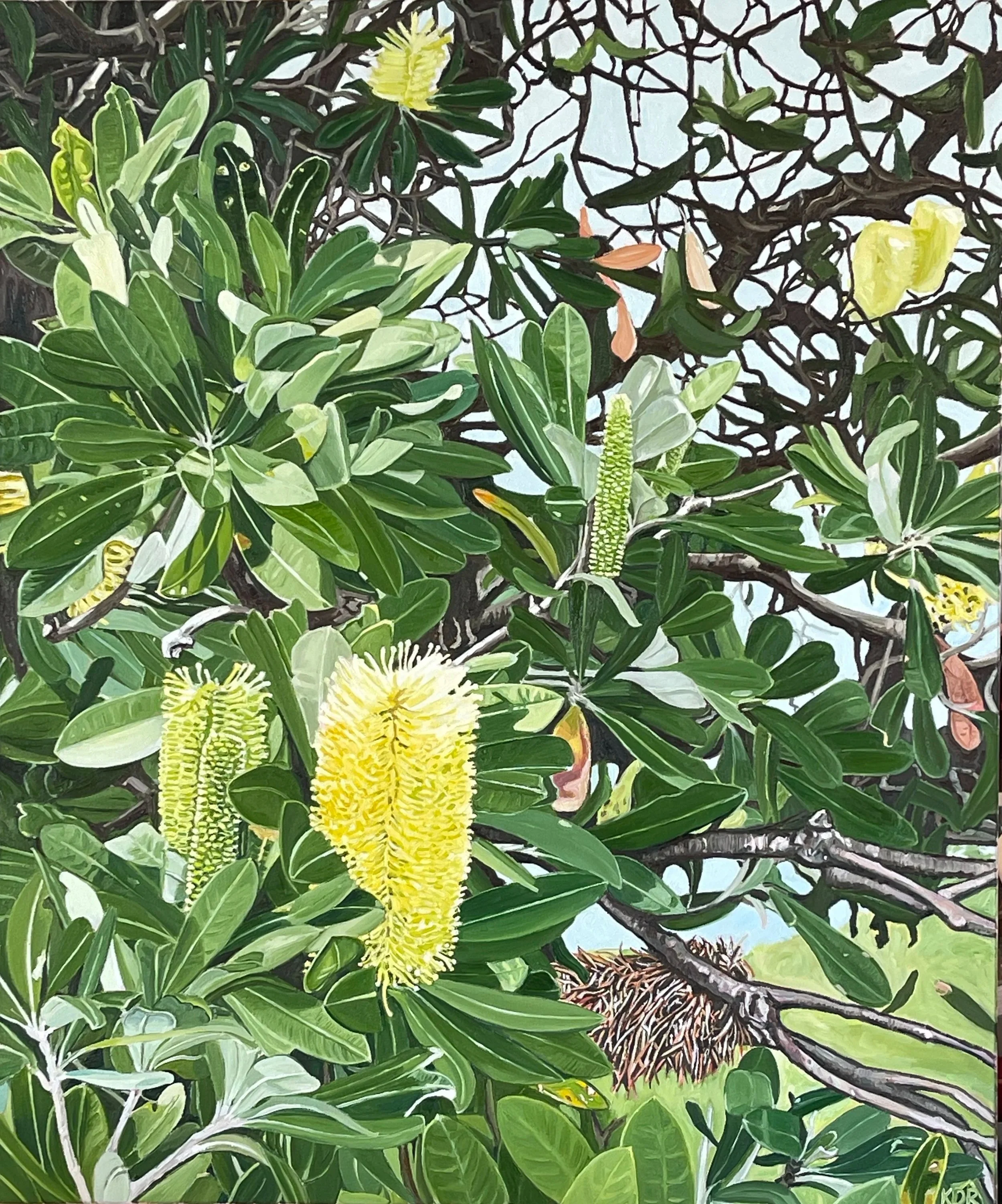 Banksia, oil on canvas, 92 x 76 cm 