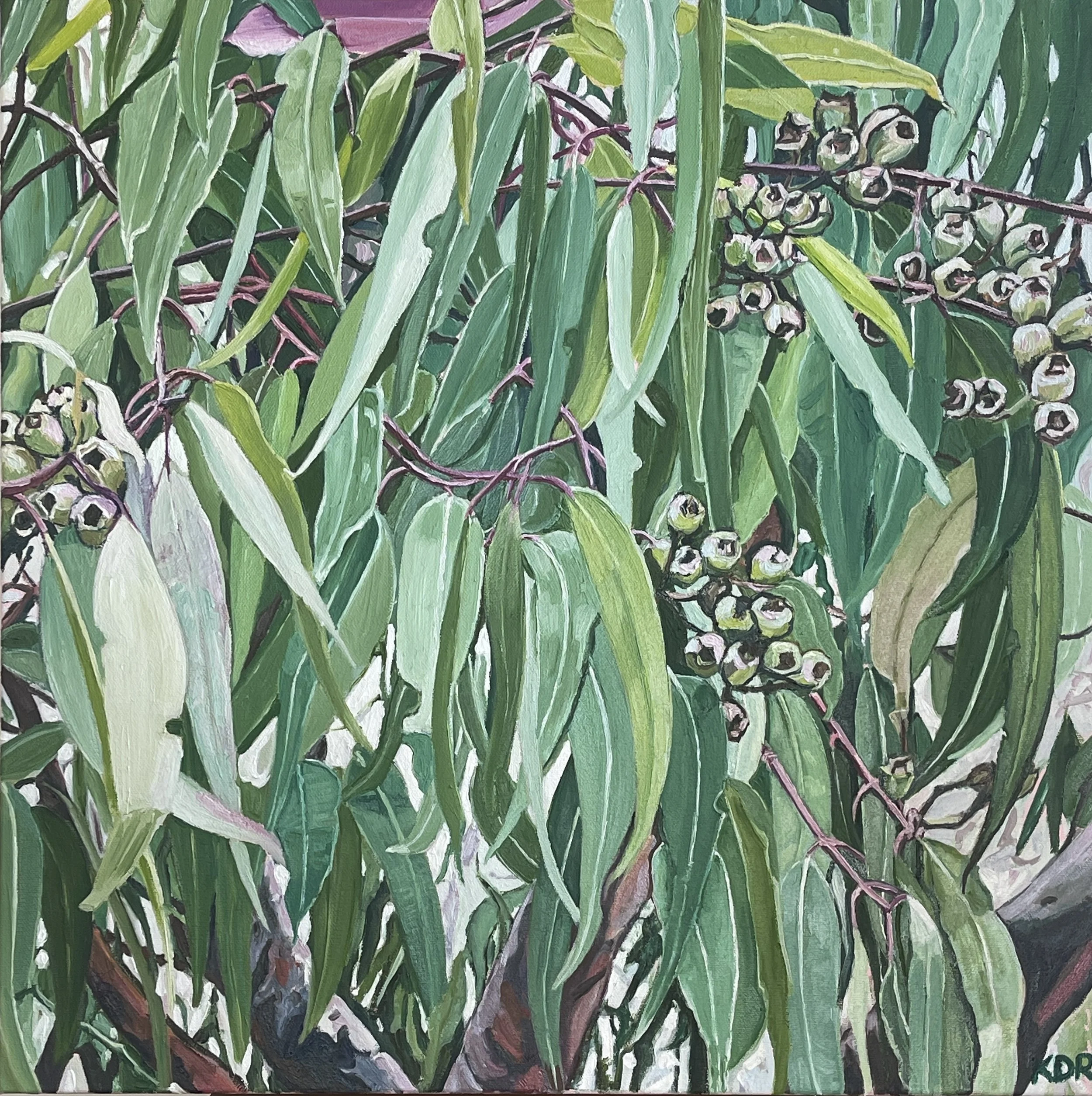 Angophera 5, oil on canvas 51 x 51cm