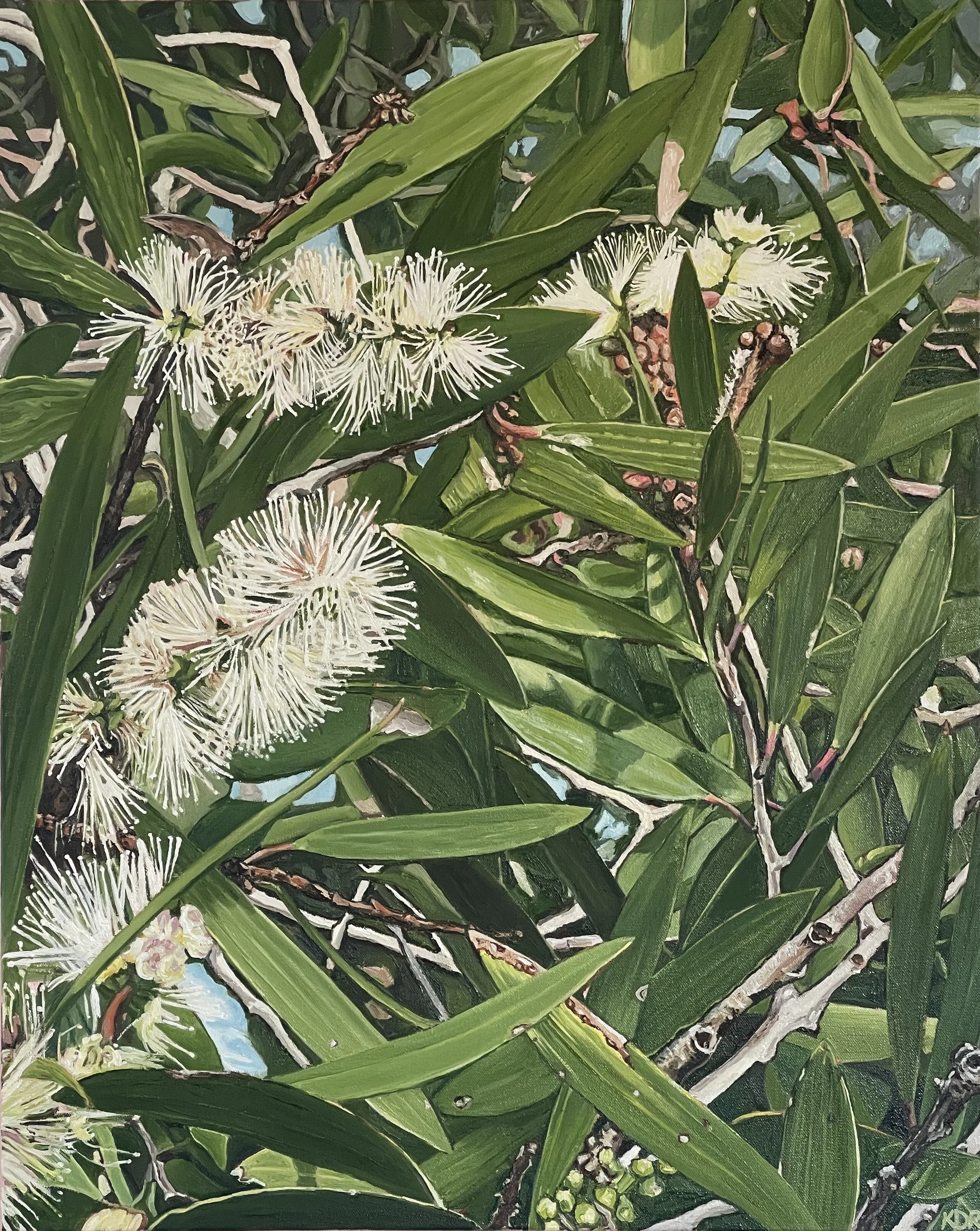 Callistemon 2, oil on canvas, 61 x 76cm