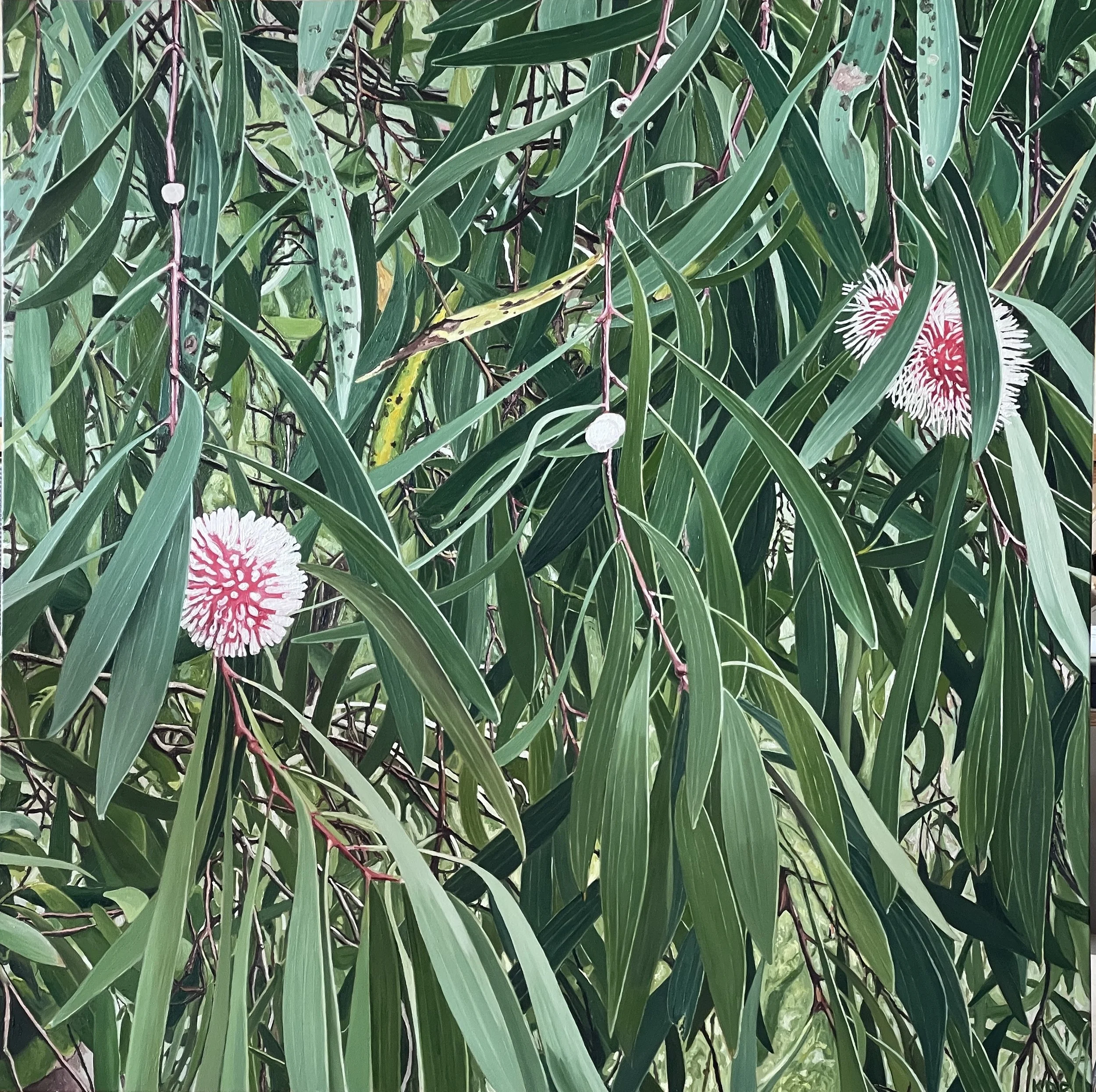Hakea, oil on canvas, 122 x 122cm
