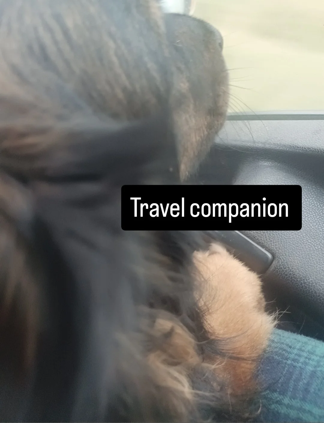 Travel Companion