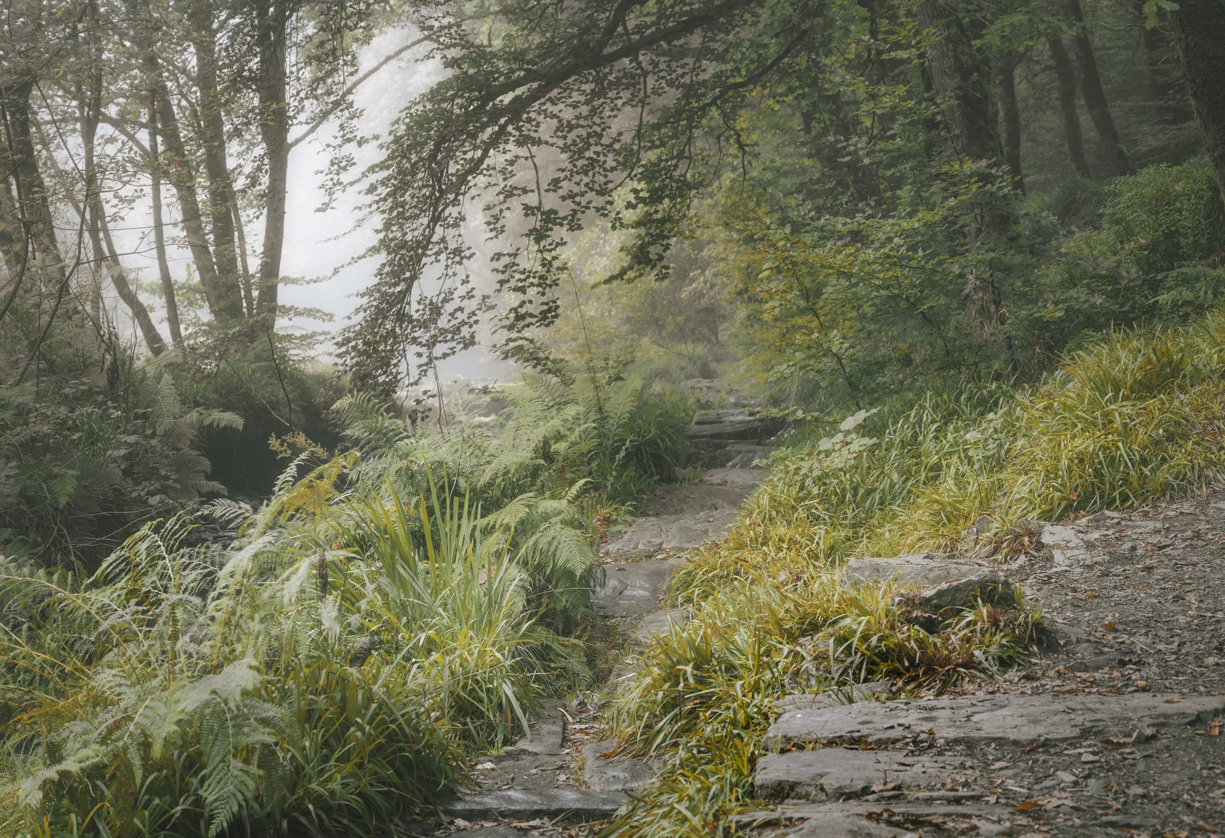 A foggy forest trail with stone steps surrounded by green and yellow flora and overhanging trees.