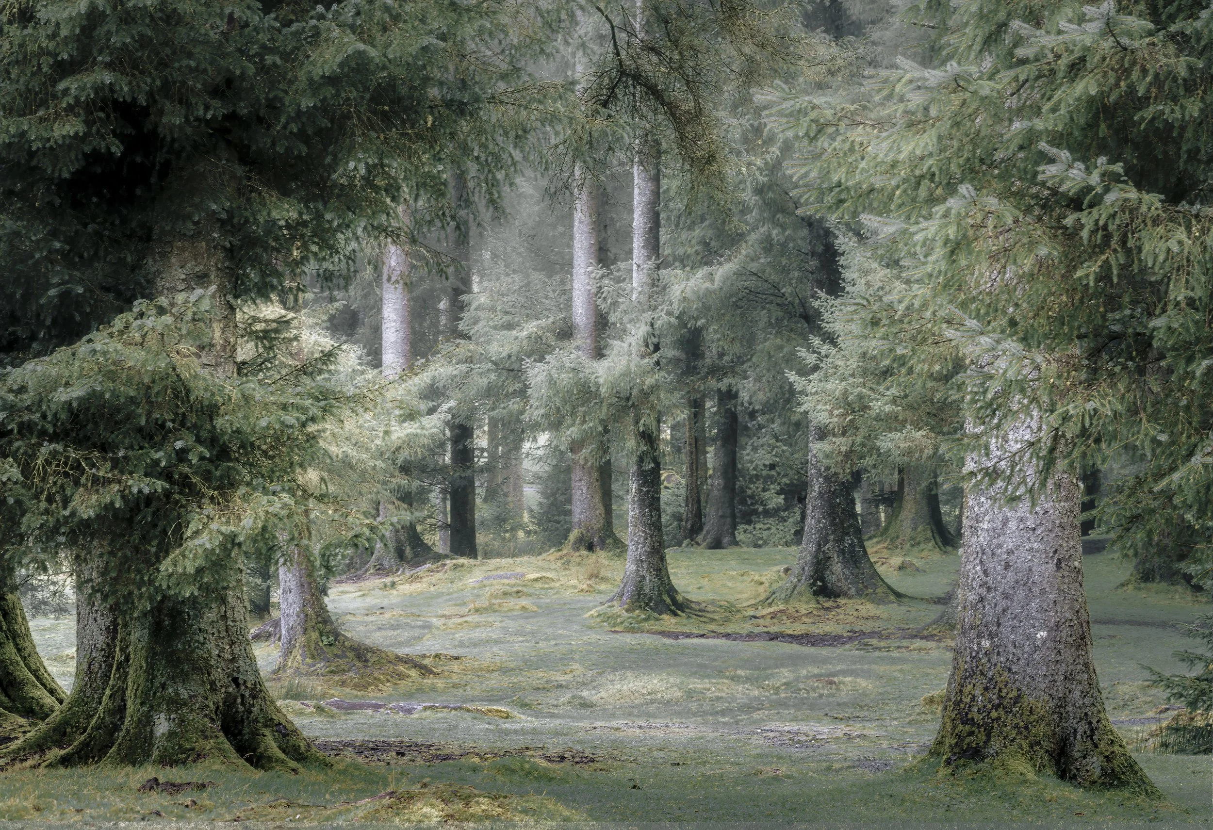 A dense forest with tall evergreen trees and moss-covered ground.