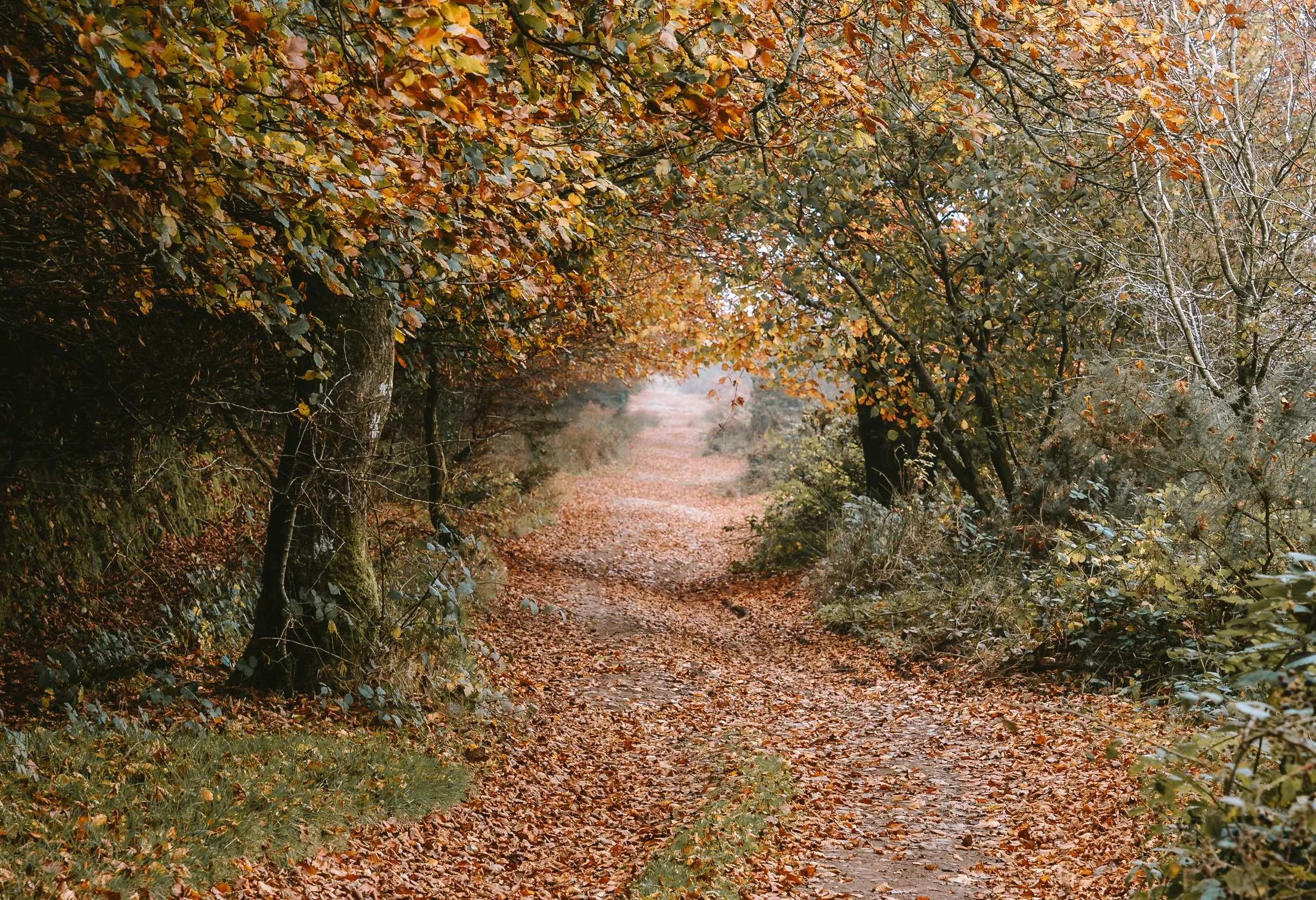 Dirt path covered with fallen leaves, surrounded by trees with autumn-colored foliage, extending into the distance in a forest scene.