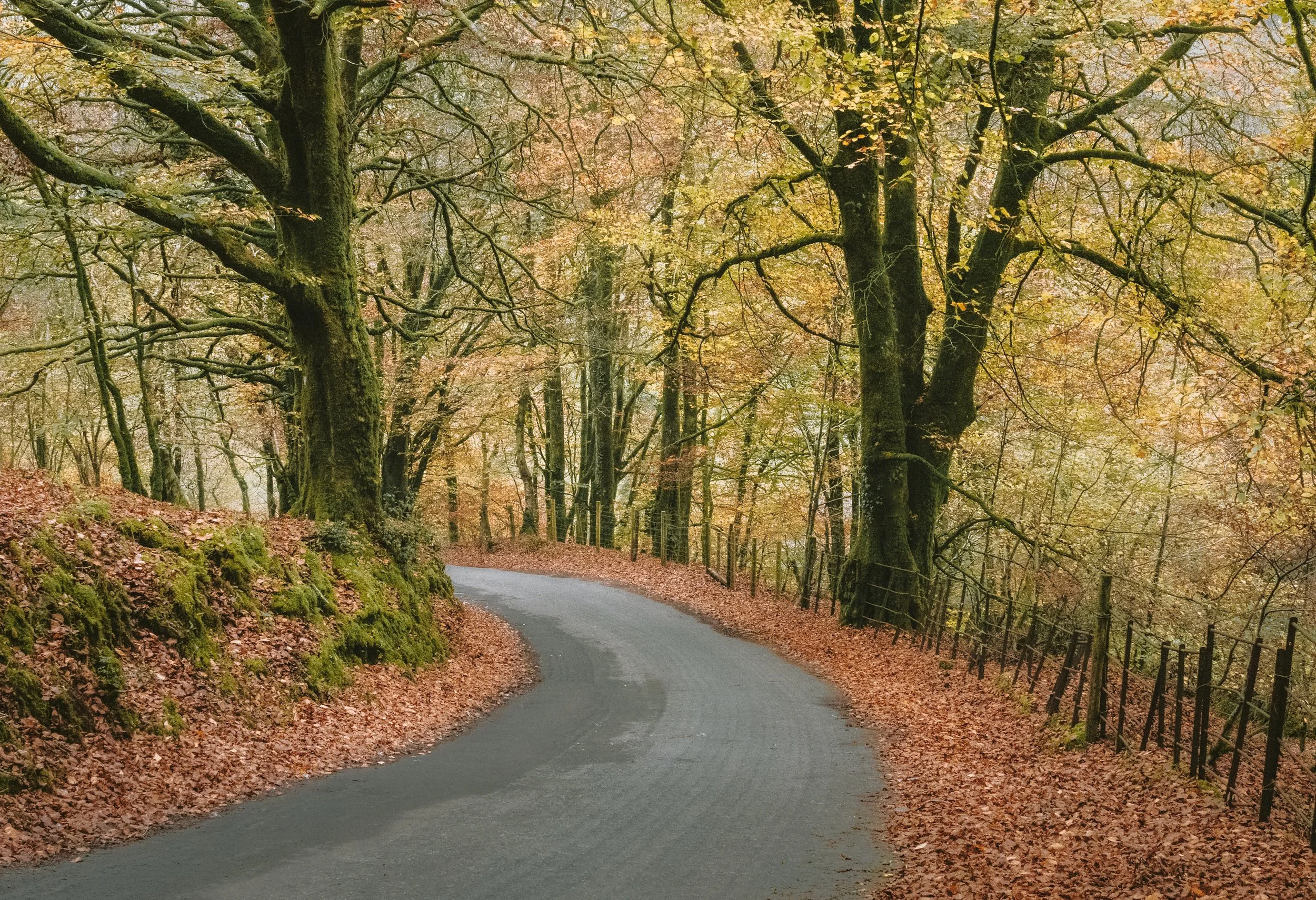 A winding road through a forest with orange, yellow, and green autumn leaves on trees and fallen on the ground.