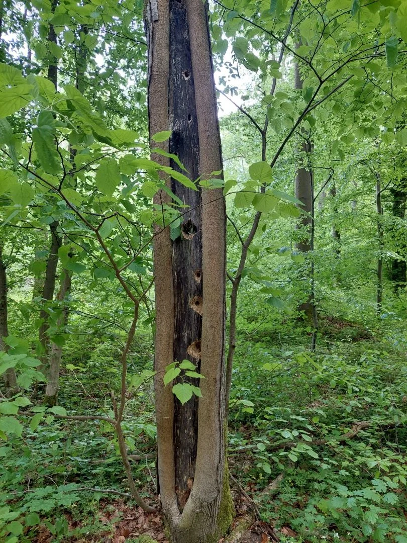 Klänge in Verbundenheit mit dem Wald