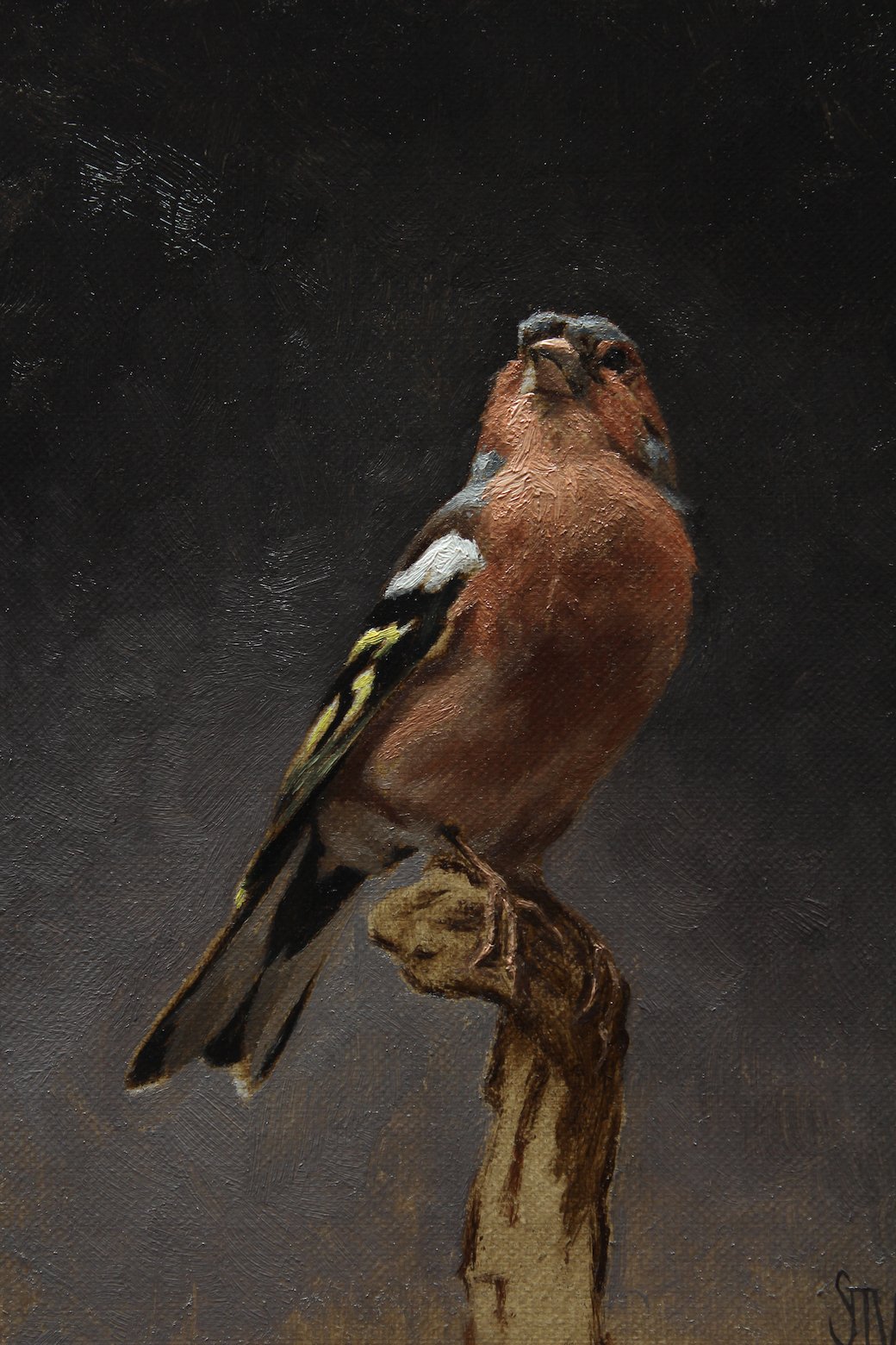 Chaffinch_at_Dusk_13x18cm copy.jpg