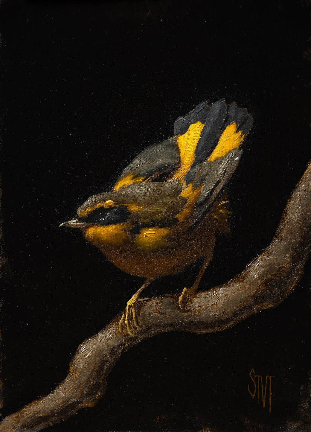 Golden_Bush_Robin copy.JPG