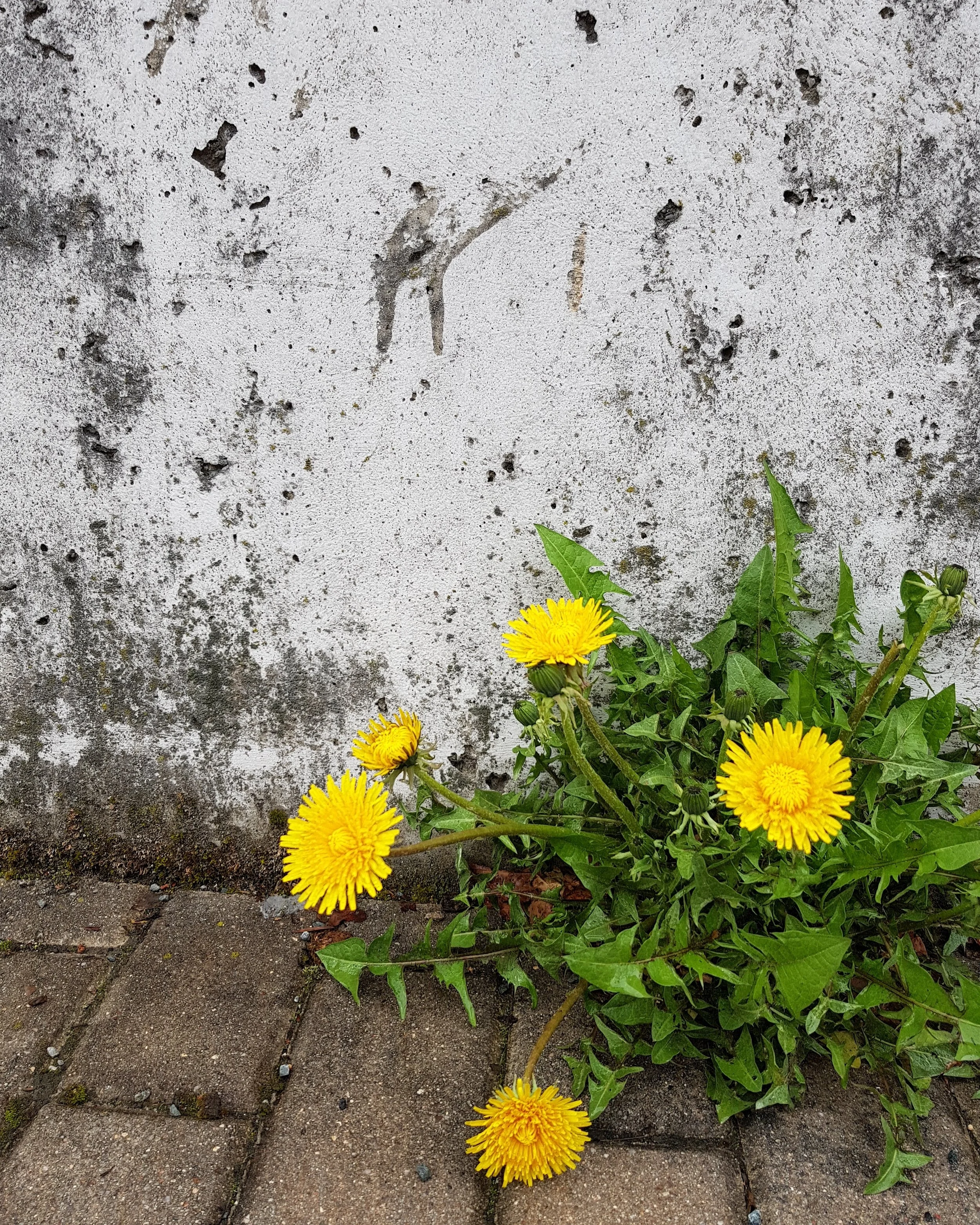 Walking on Eggshells — Understanding Your Child's Aggression and Defiance