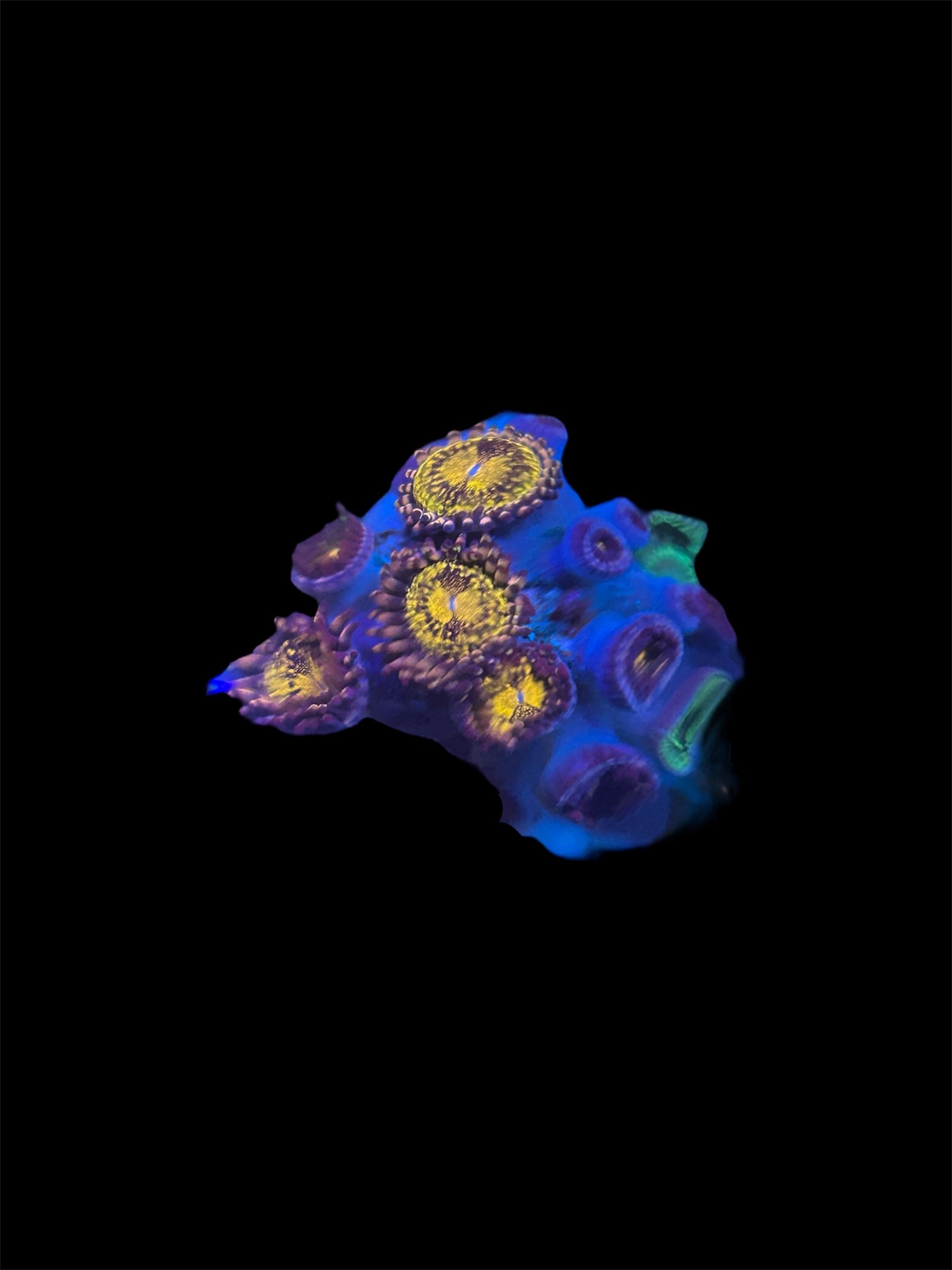 08AA1E91-77D5-4328-B292-6C5C043D9F86.jpeg